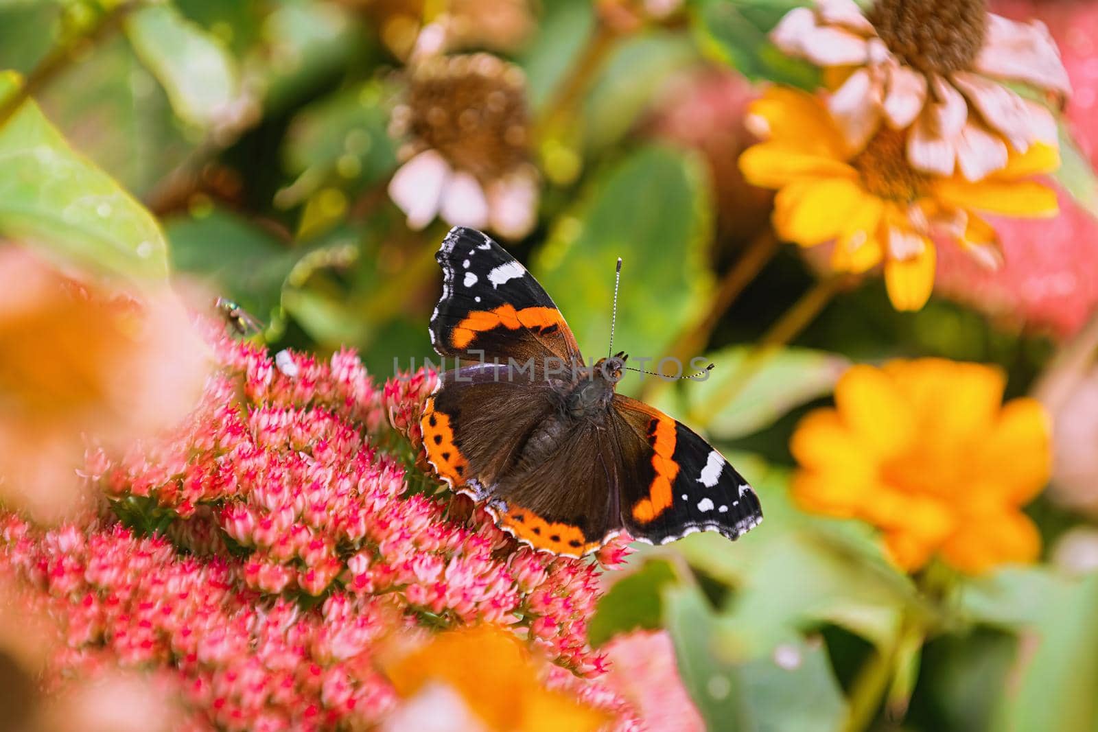 Butterfly Red admiral (Vanessa atalanta) on the flowers