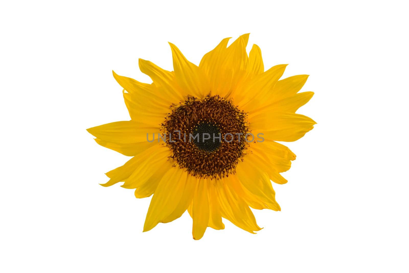 Yellow sunflower over the white background