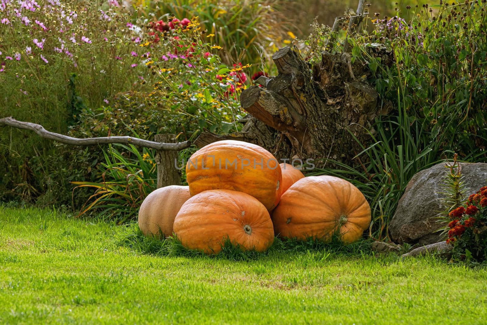 Harvested Crop Pumpkins on the Lawn