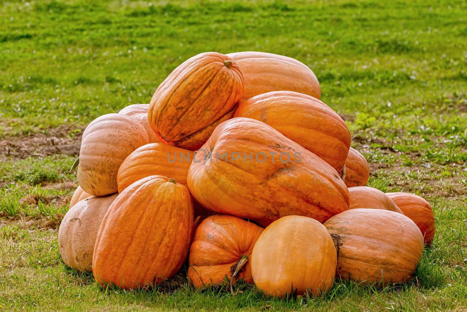 Harvested Crop Pumpkins on the Lawn