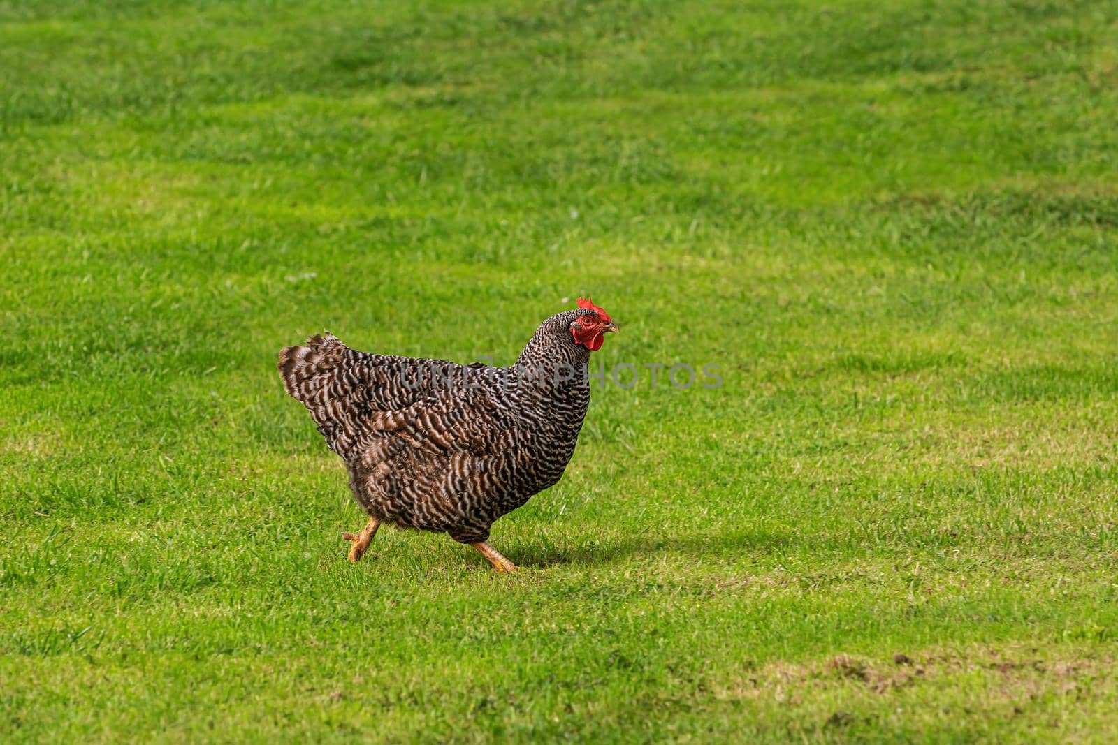 Chicken in the Yard by SNR