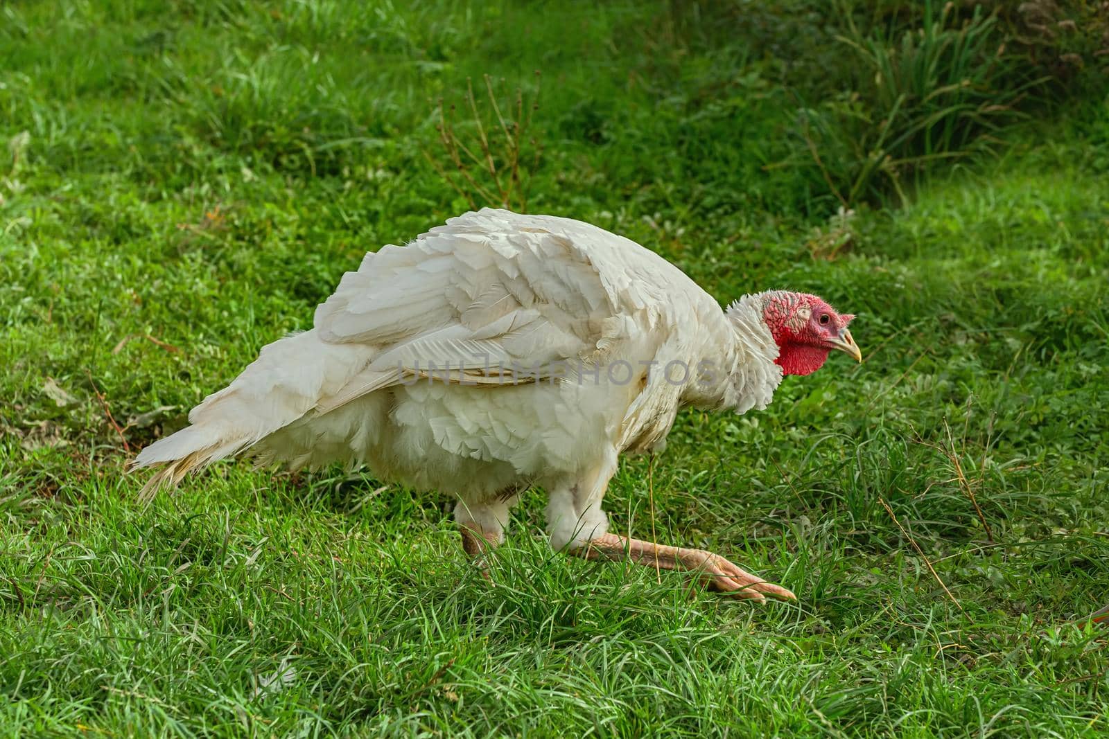 White turkey in the poultry yard