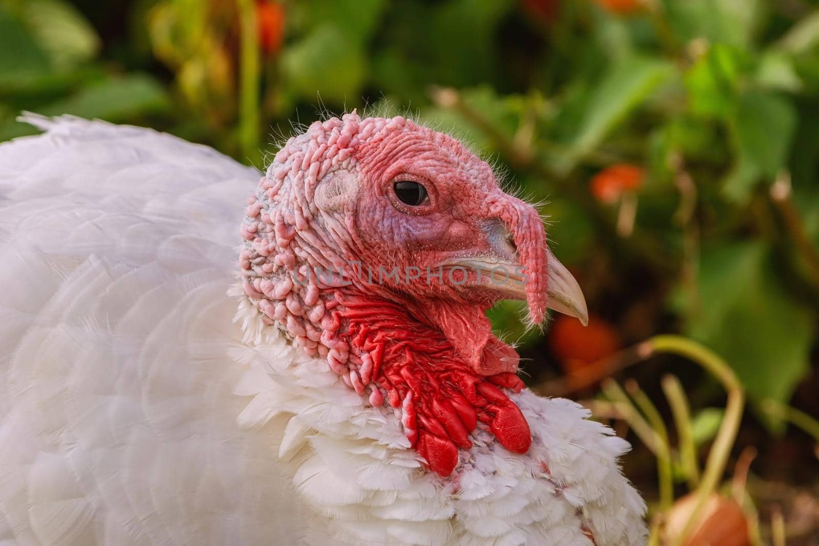 Portrait of white turkey in the poultry yard