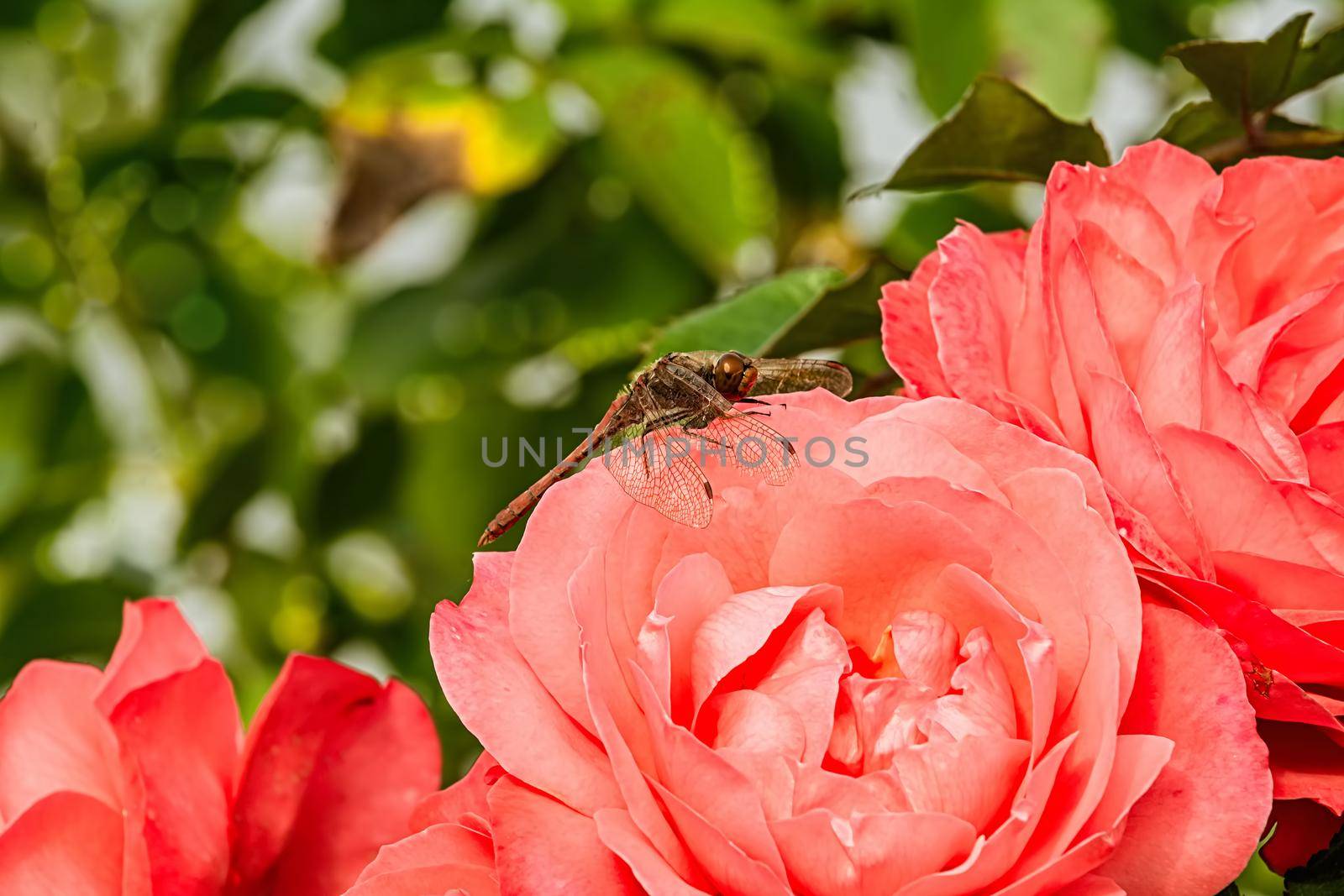 Dragonfly on a red rose flower