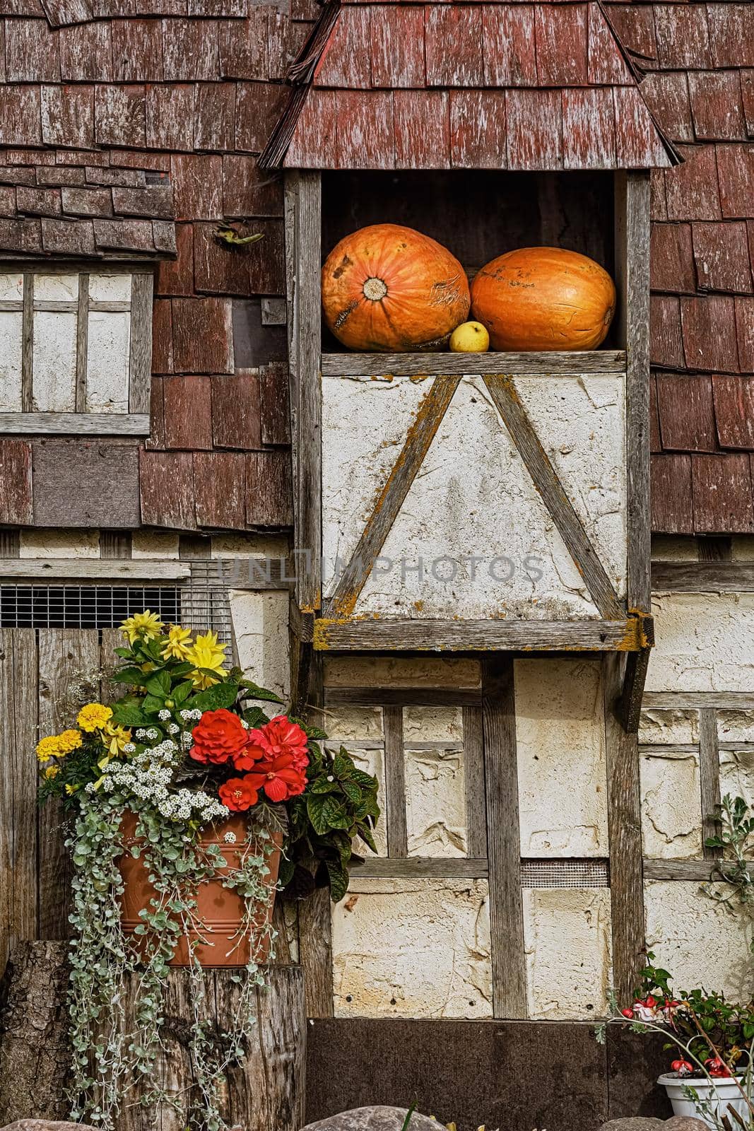Pumpkin house. Two ripe pumpkins on the  balcony of an old house