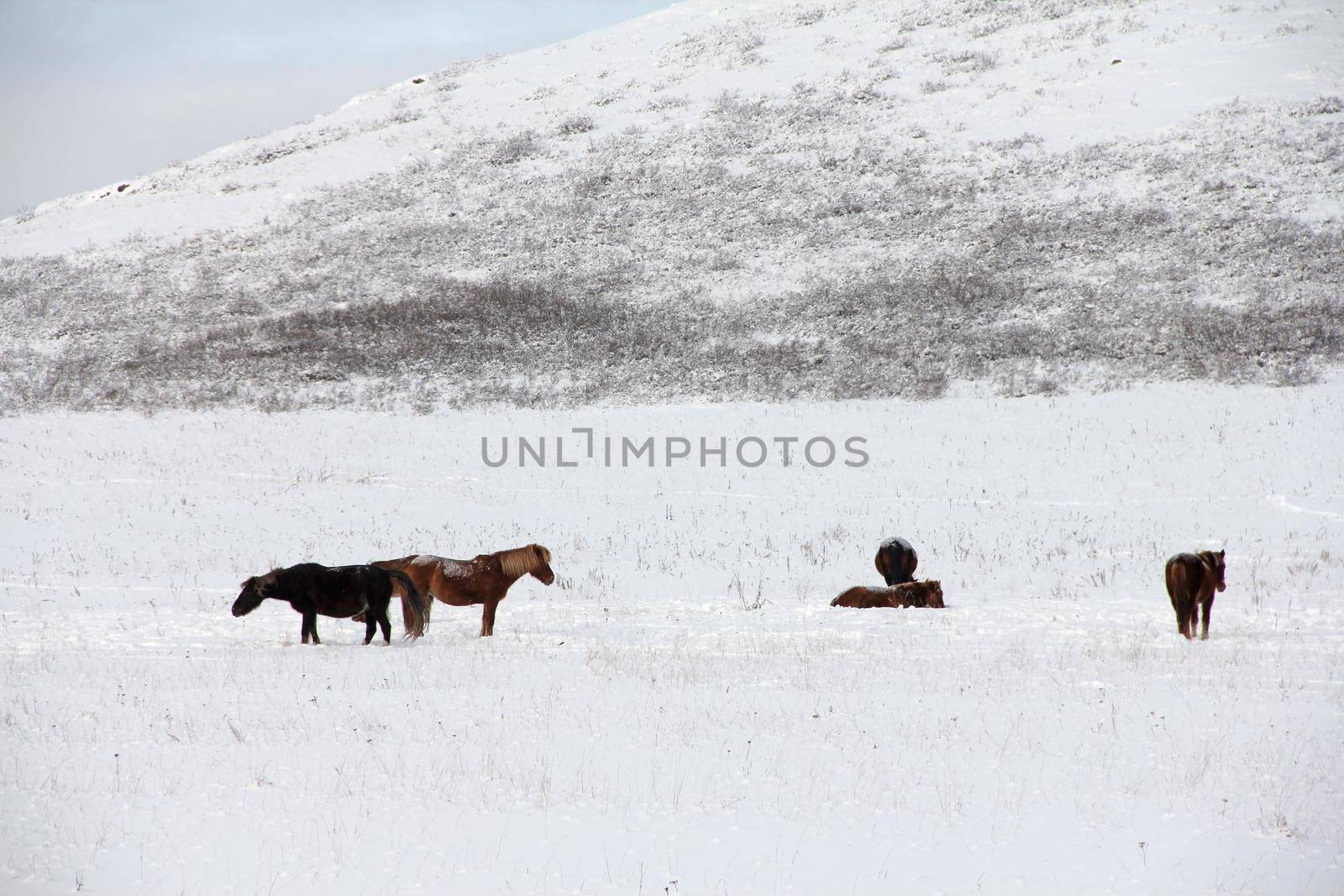 Horses graze in a snowy field by destillat