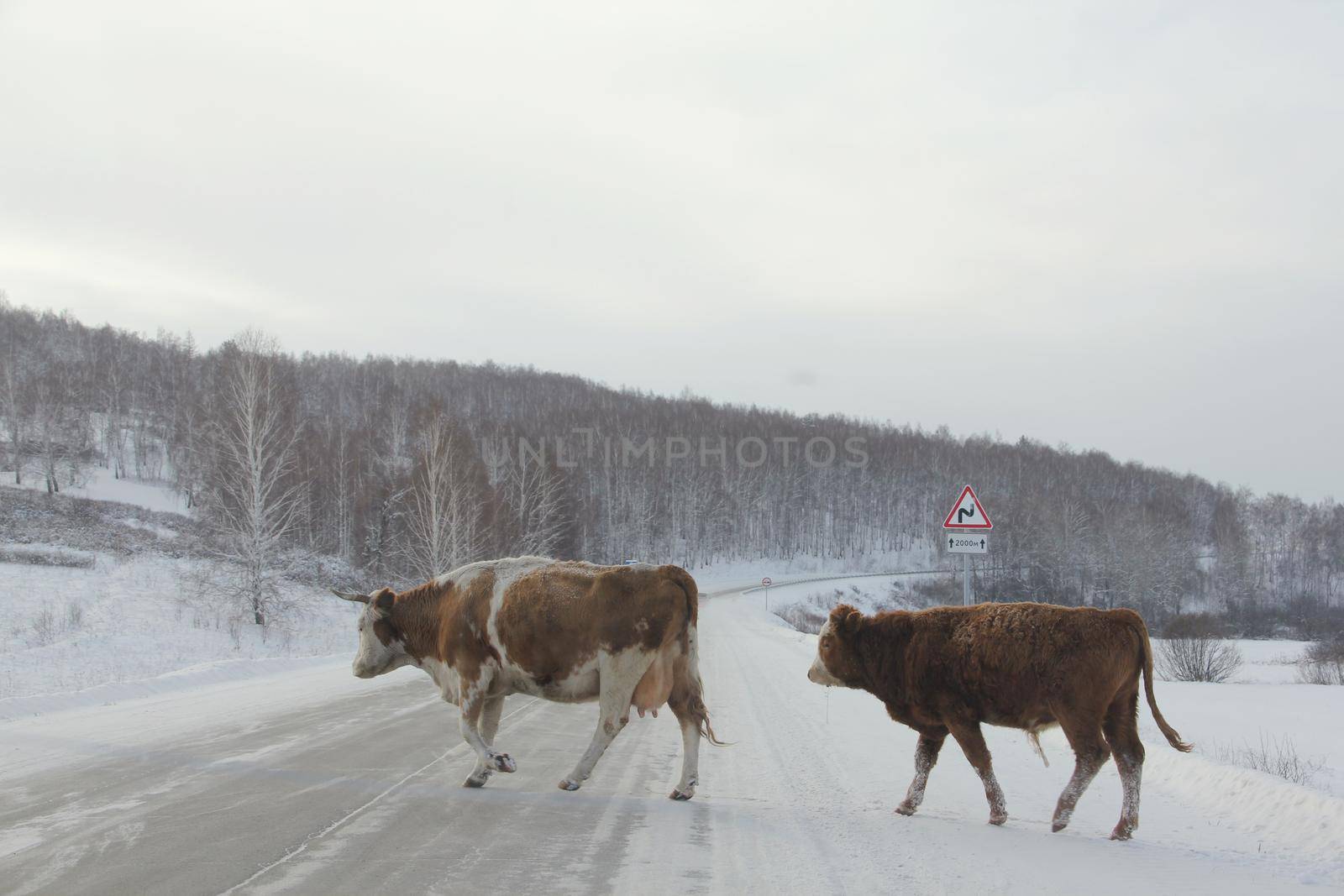 Cows cross winter road south Ural Russia