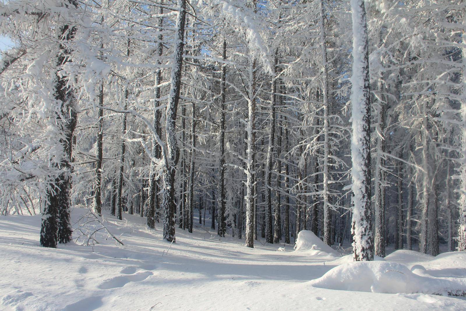 Sunny winter Coniferous Forest Landscape view background Travel serene scenic view