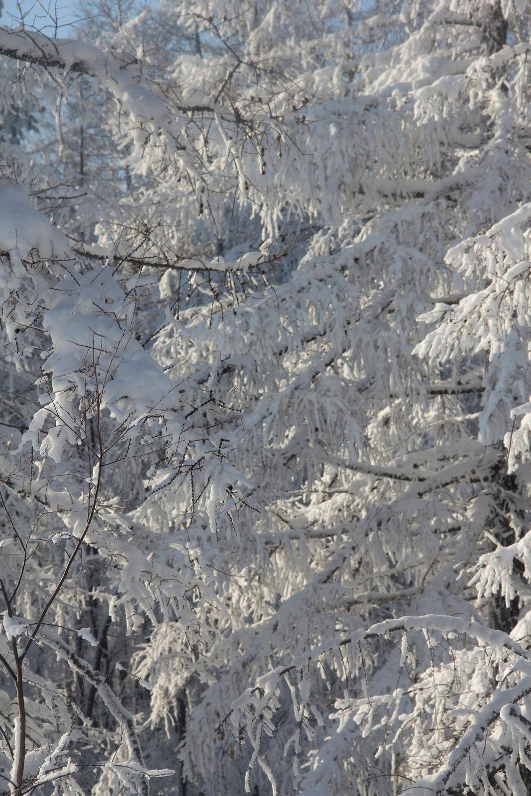 Coniferous Forest winter Landscape by destillat
