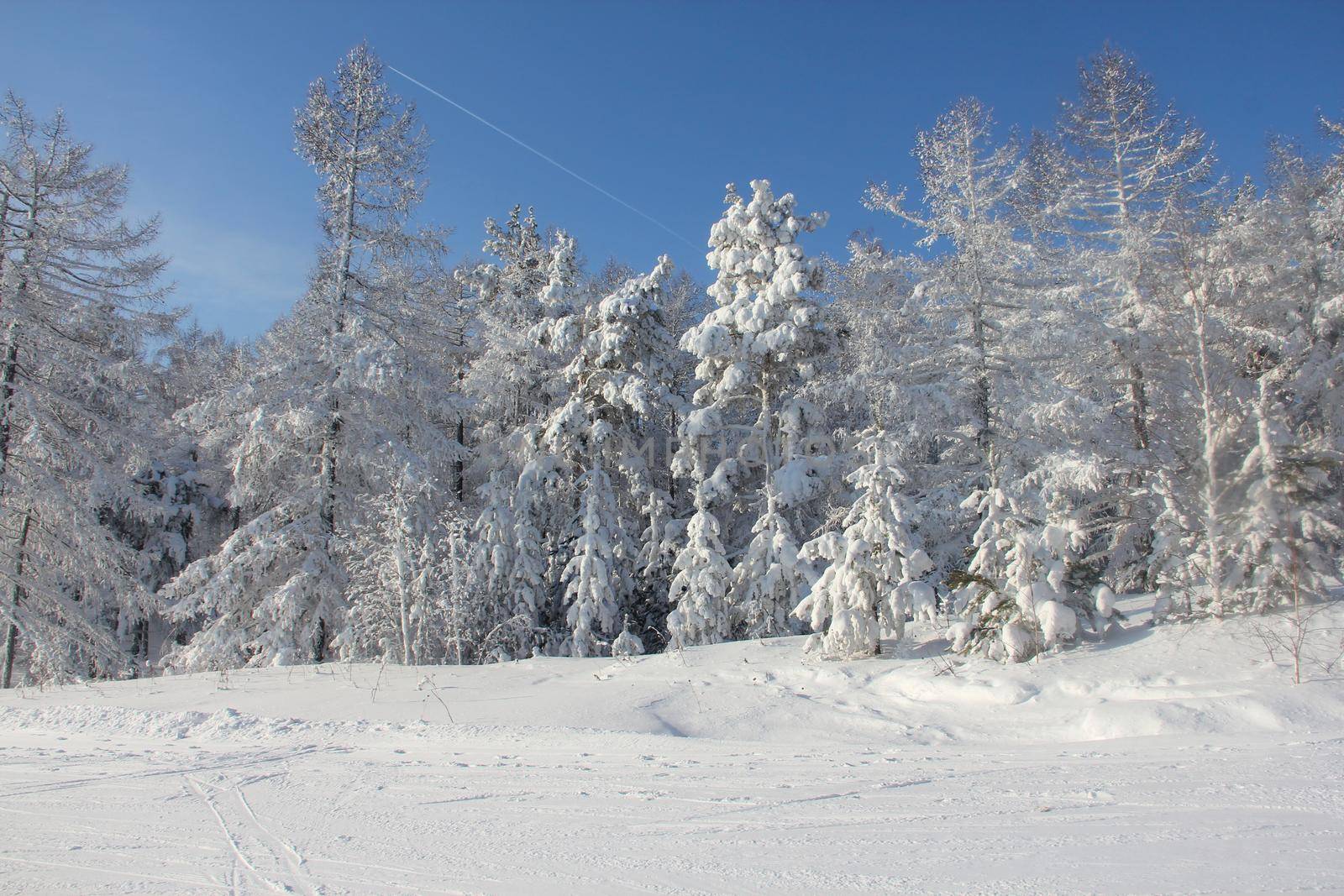 Winter snow mountain landscape with pine trees at ski resort Abzakovo region, Russia, sunny day