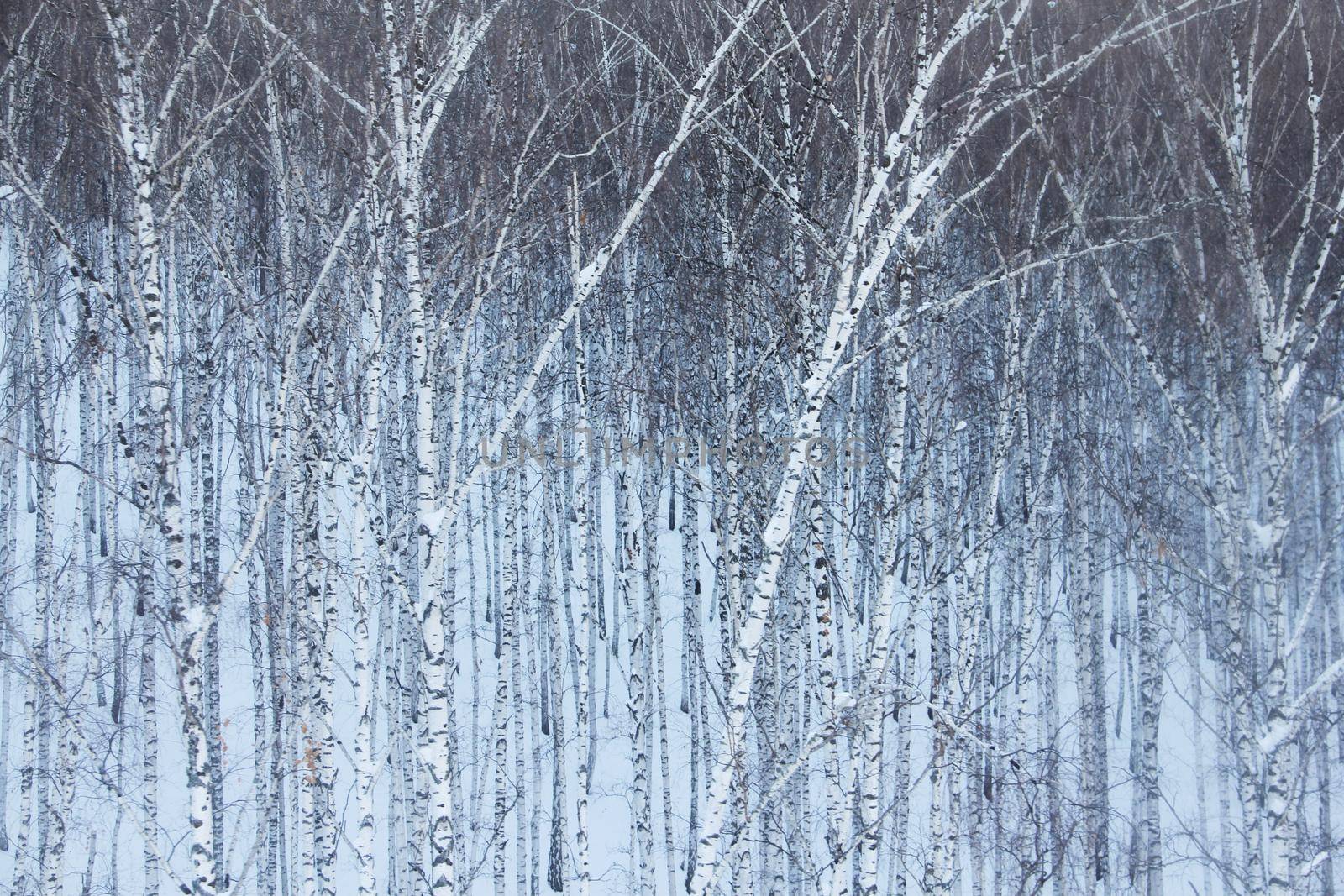 Birch forest in snow by destillat
