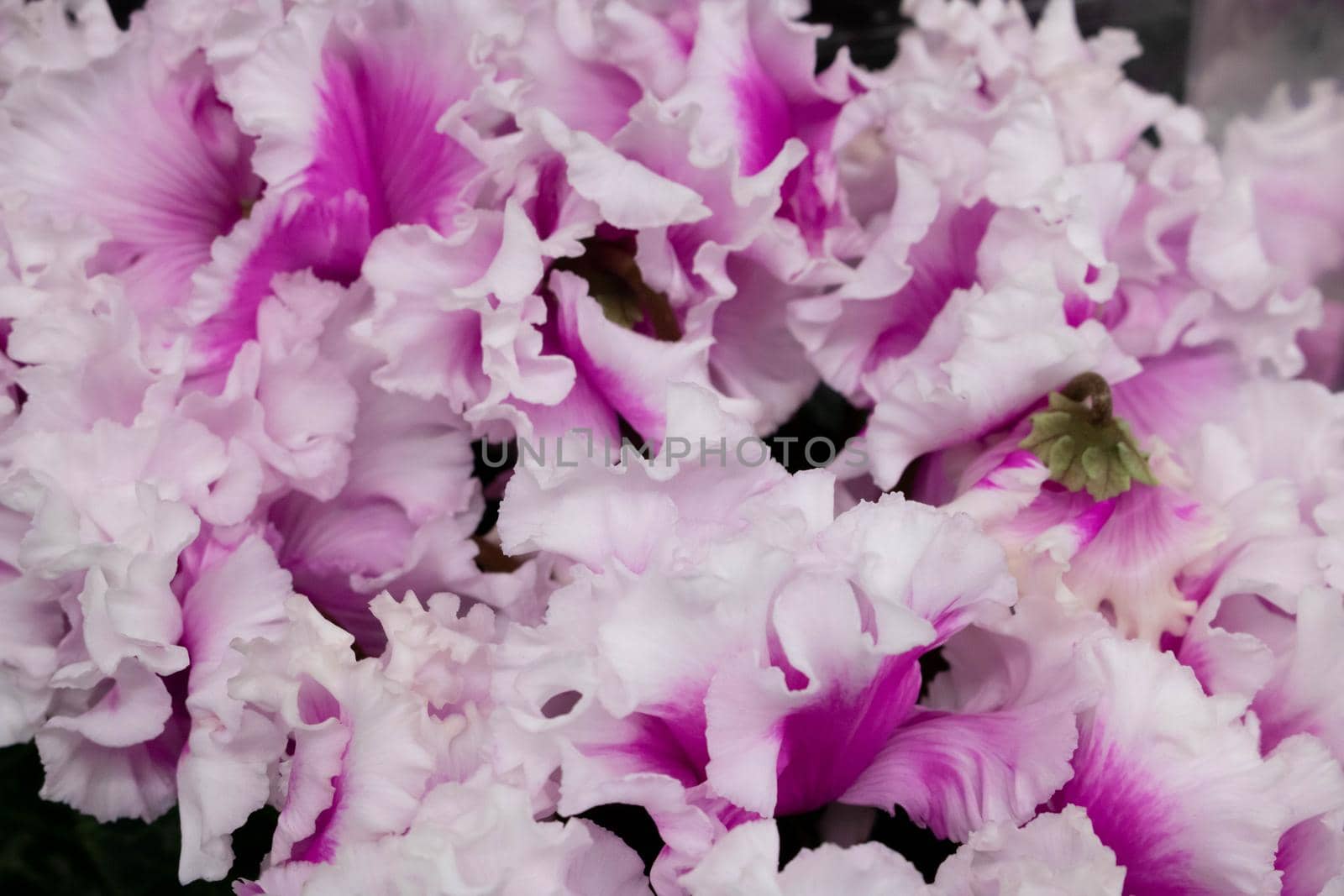 Cyclamen persicum.Flowering plants Bloom pink and white flowers