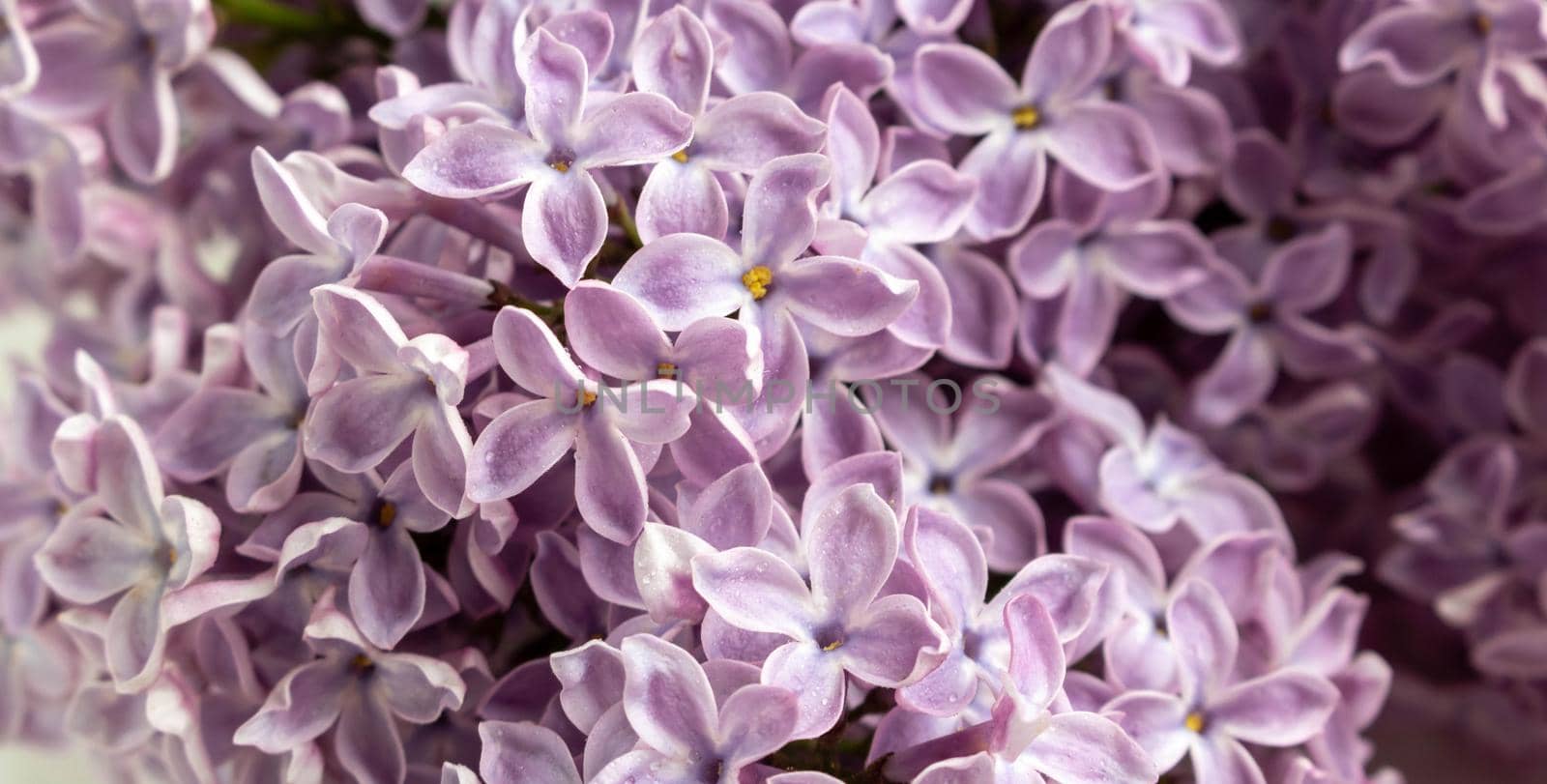 Purple lilac flowers as background. Spring background