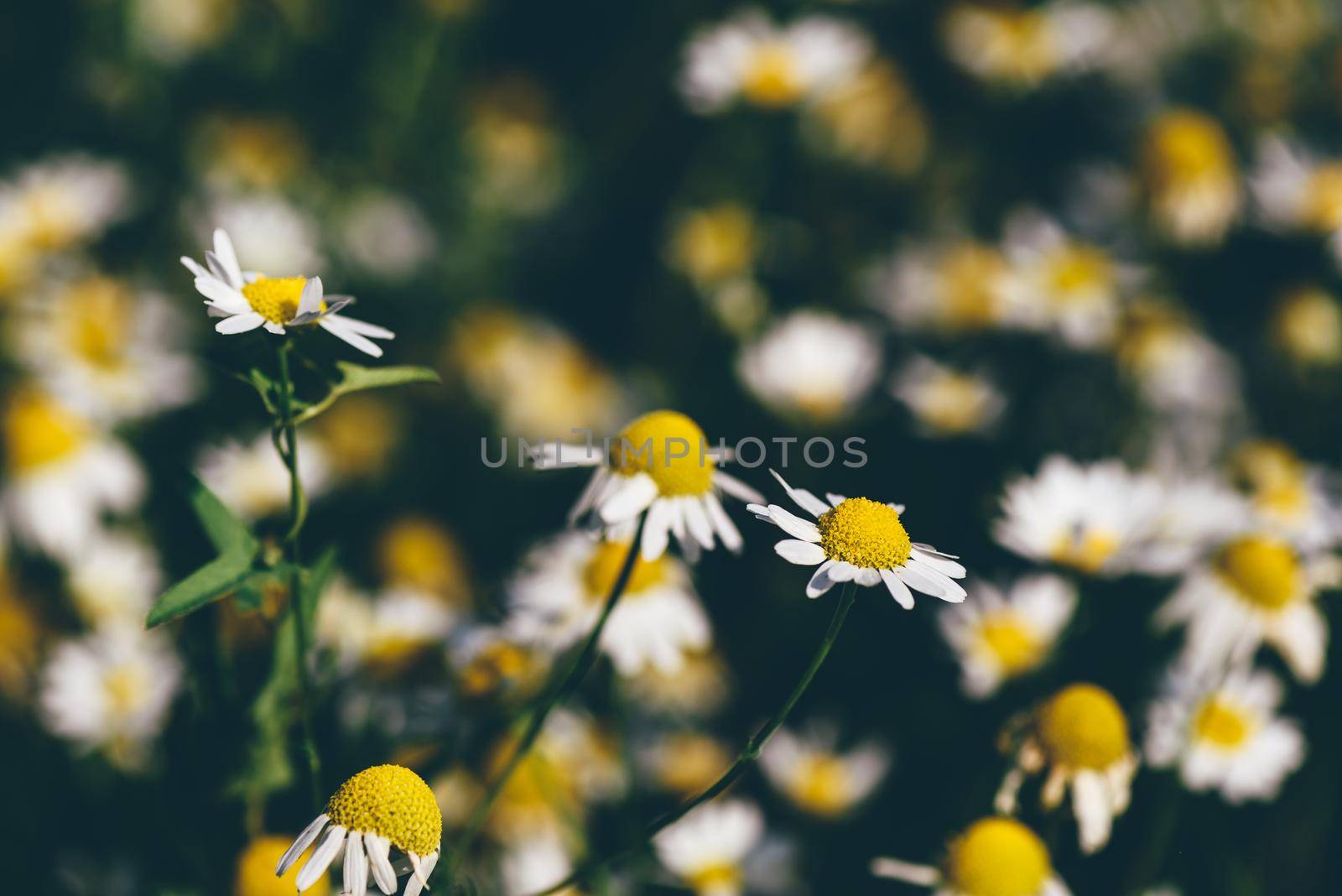 Background of wild chamomile flowers on lawn at summer day