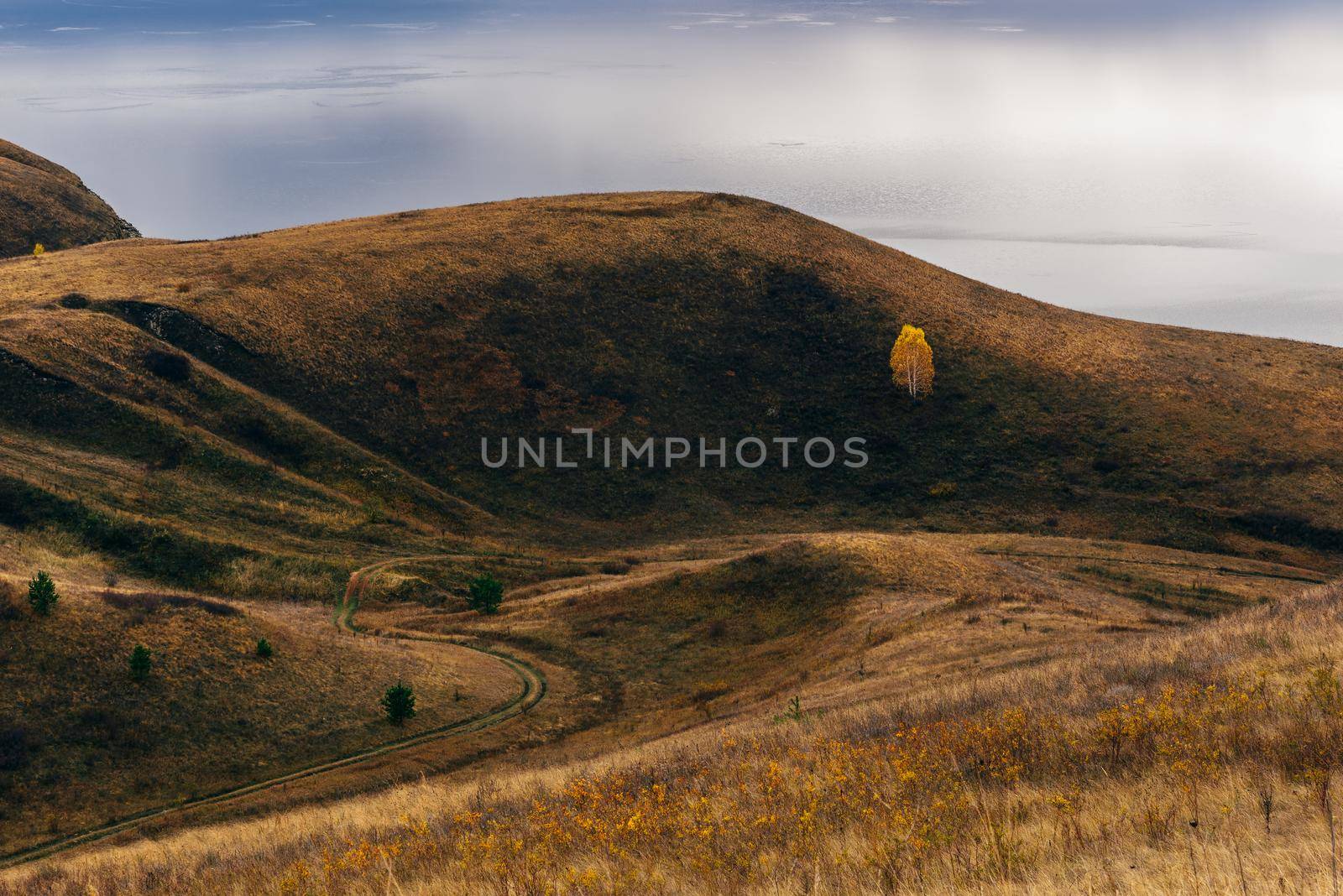 Lonely birch tree with yellow foliage on the hillside. Blue lake on background.