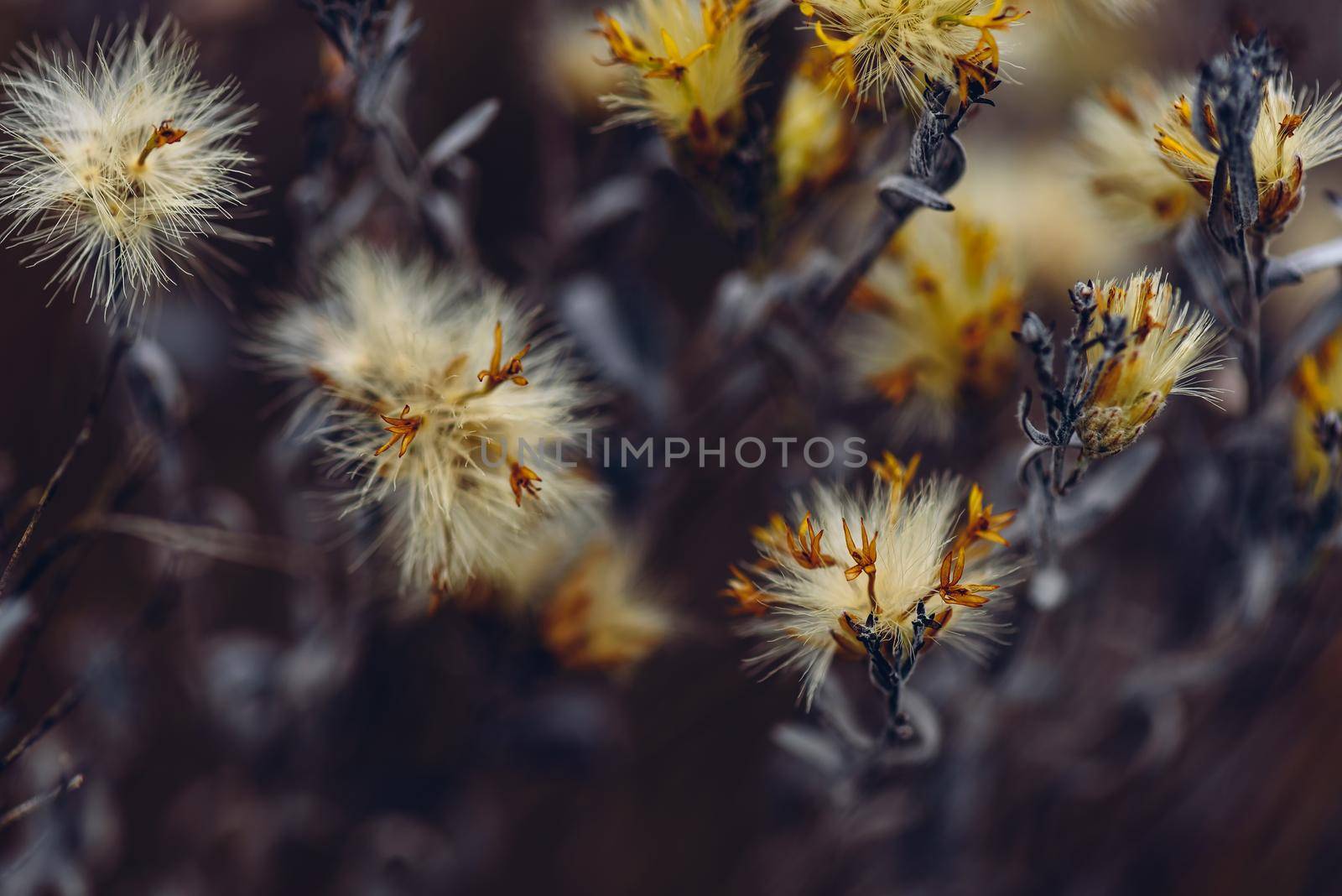 Fluffy plant with yellow tiny flowers. Selective focus