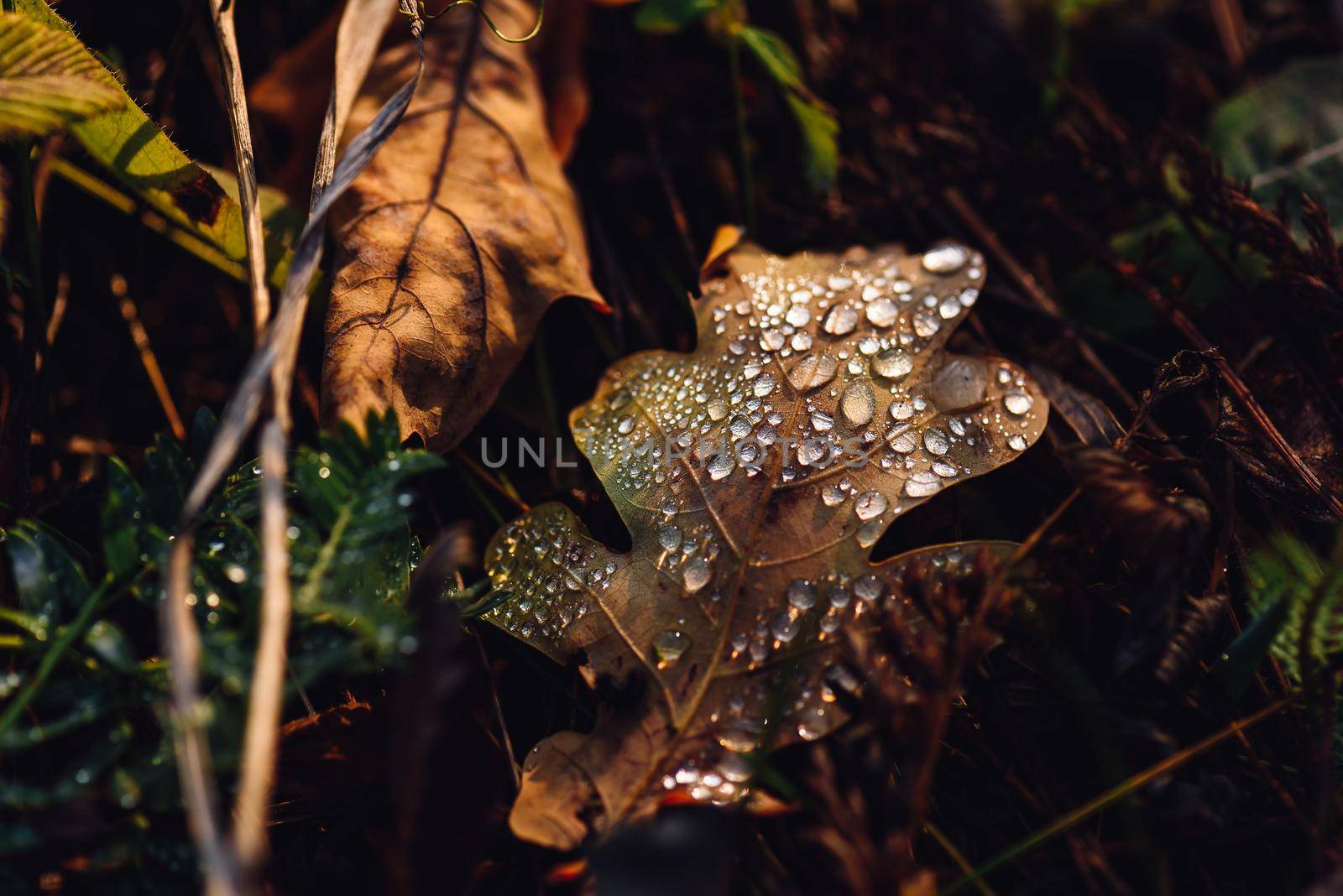 Fallen oak leaf with drops on surface after rain