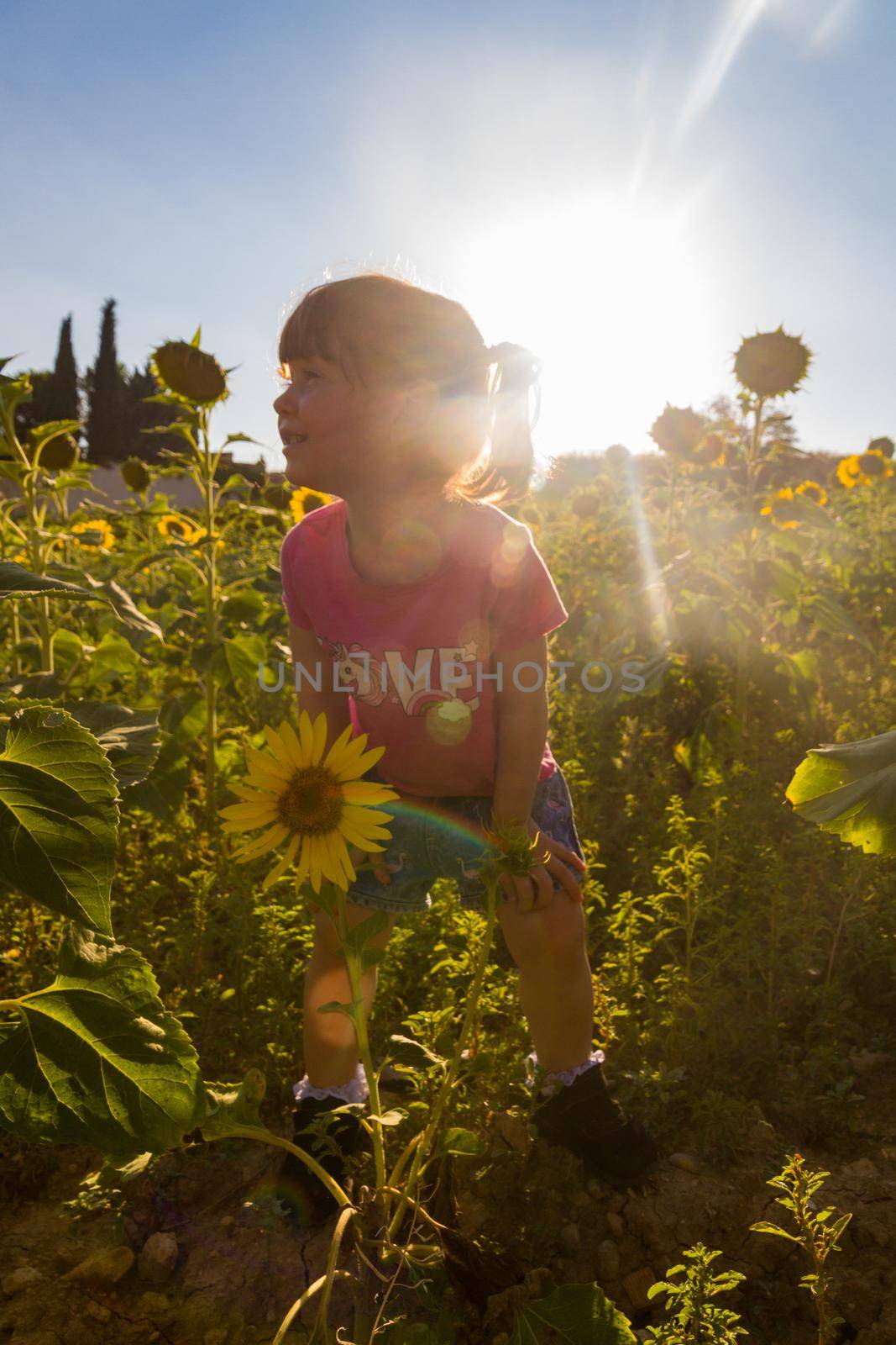 A cute baby girl in a pink t-shirt and shorts standing in a sunflowers field and smiling in the sunset against the sky