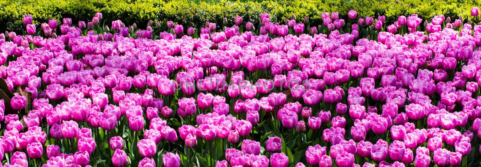 Pink color tulip flowers bloom  by berkay