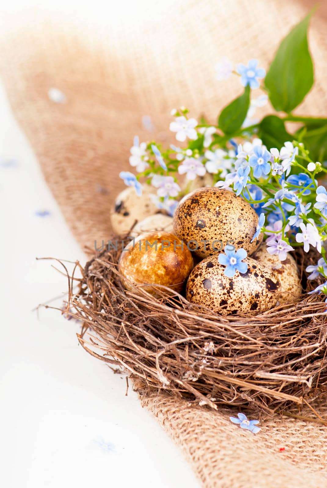 Quail eggs in a nest, forget-me-nots on a canvas