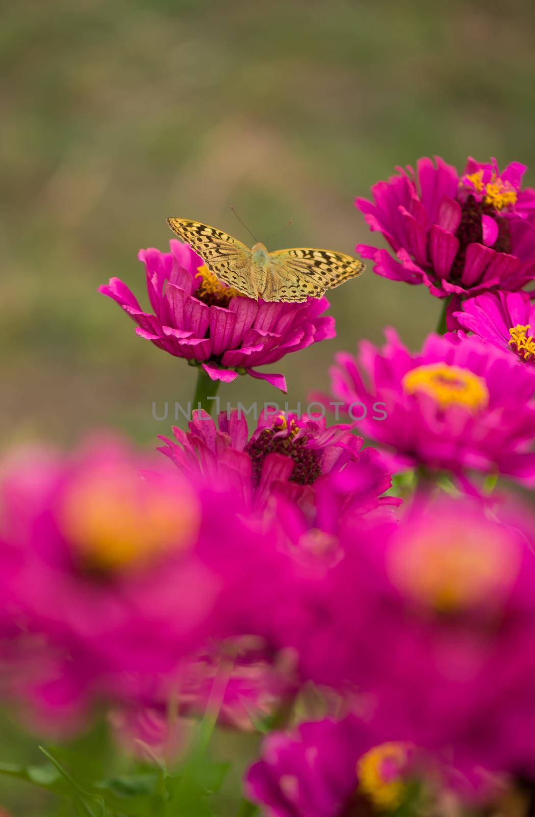 Closed up Butterfly on flower -Blur flower background. by aprilphoto