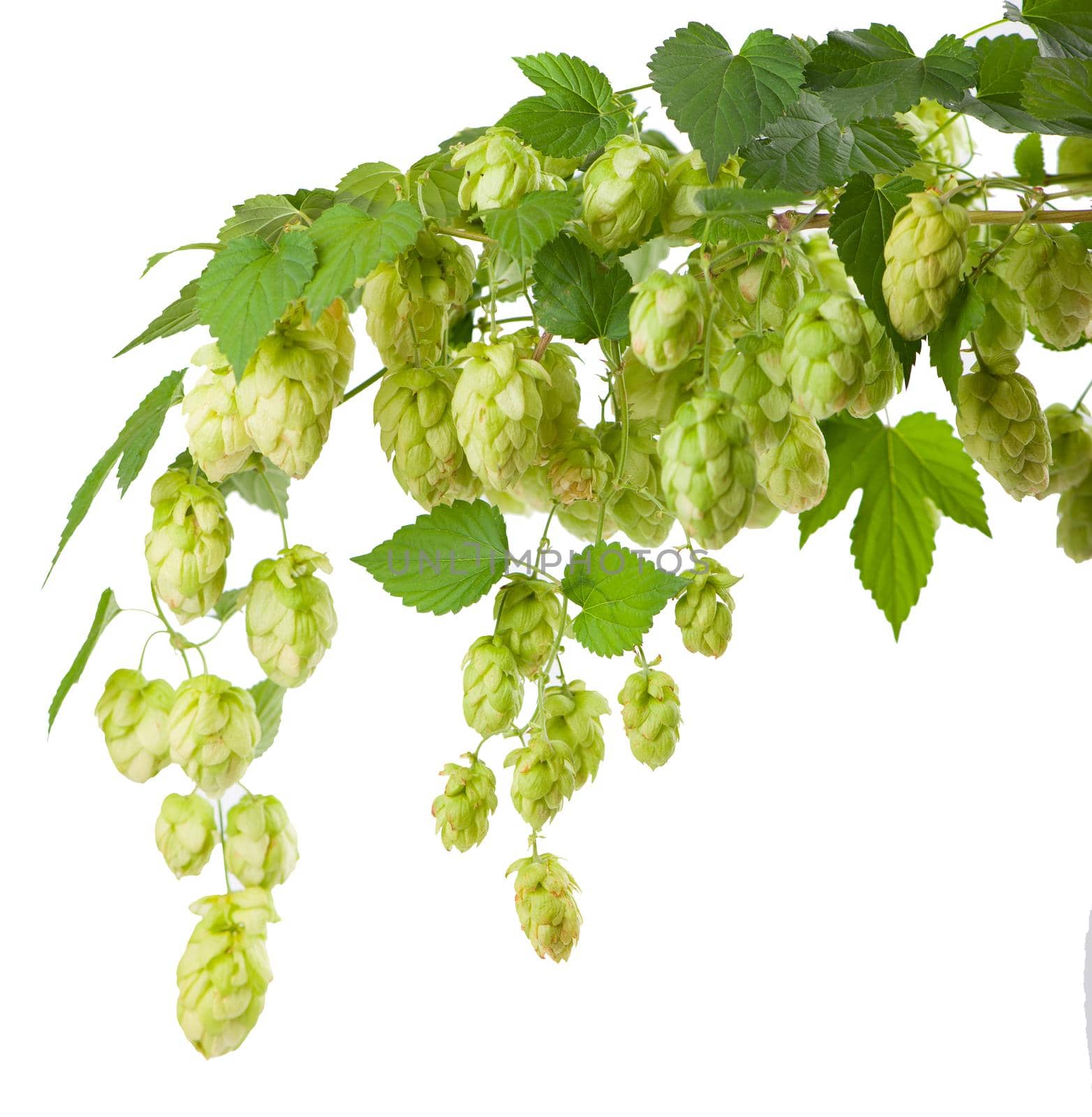 Fresh green hop branch, isolated on a white background. Hop cones for making beer and bread. Close up