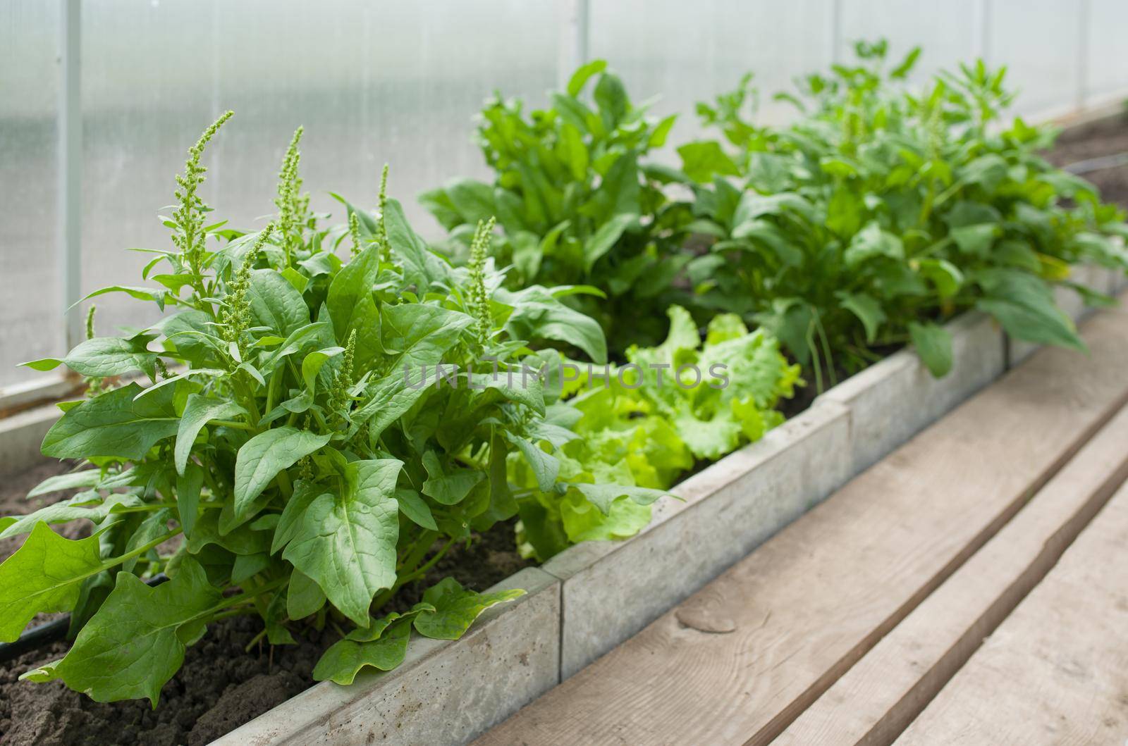 Fresh organic spinach growing in a greenhouse by aprilphoto