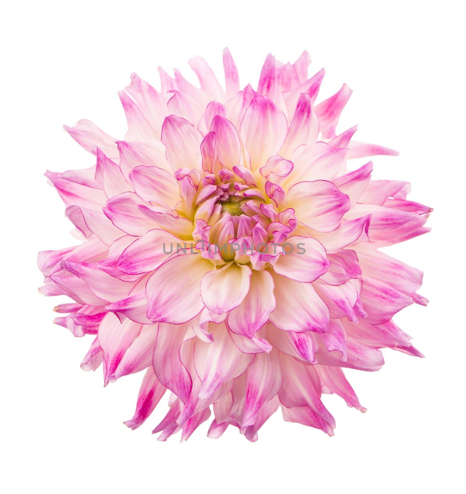 Deautiful flower of pink dahlia isolated on a white background by aprilphoto