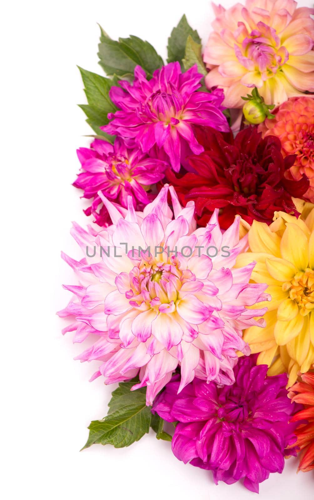 Deautiful flower of pink dahlia isolated on a white background by aprilphoto