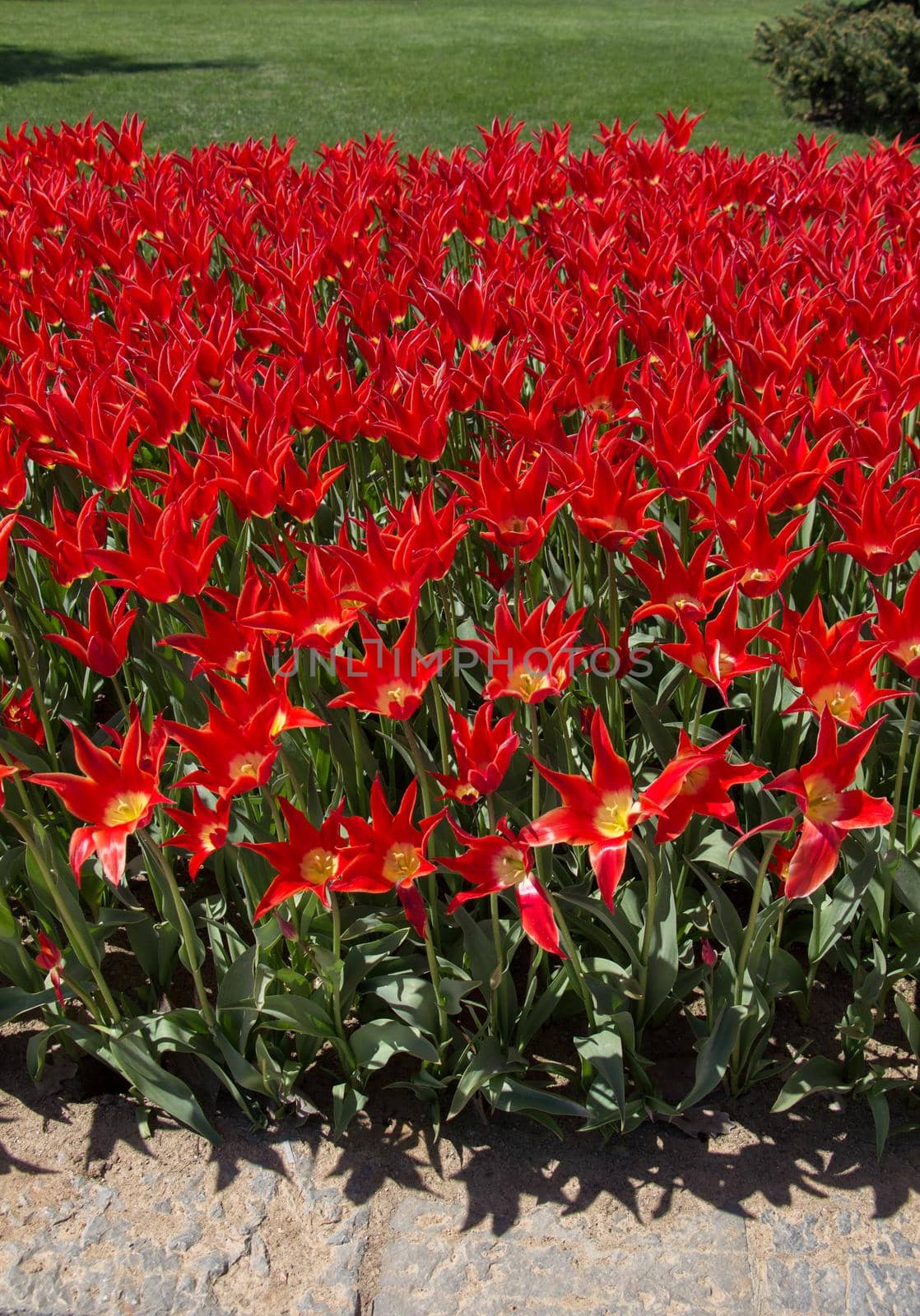 Red color tulip flowers bloom in the garden