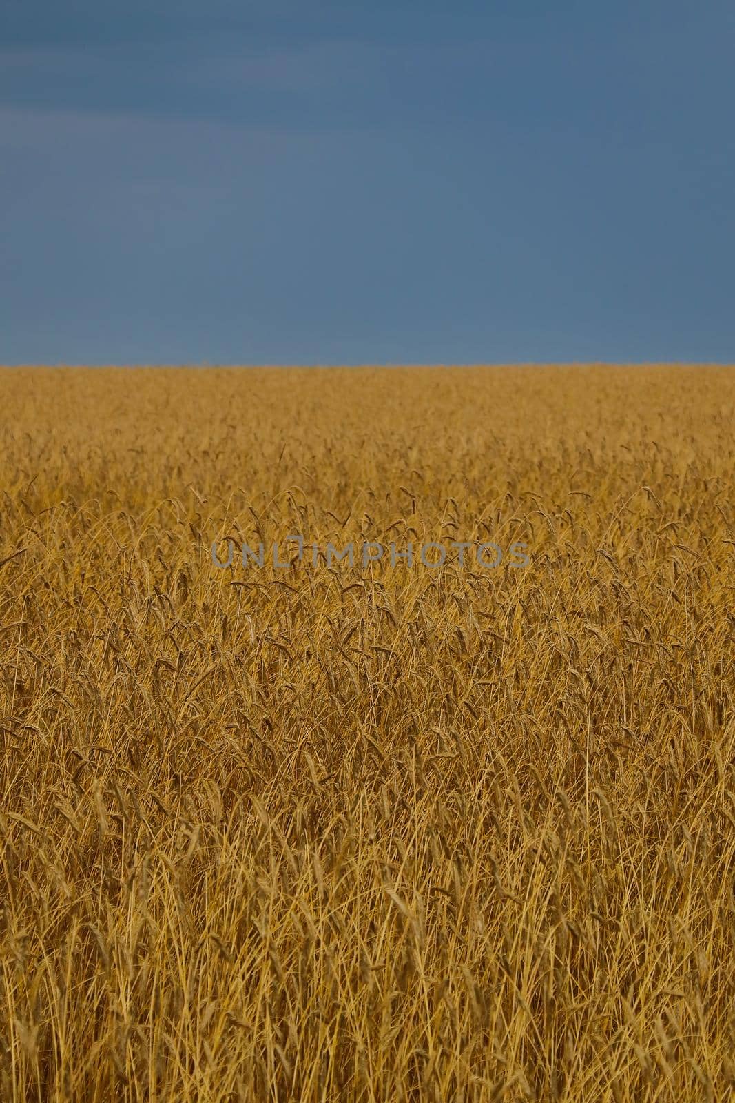Yellow fields of ripe wheat before harvest
