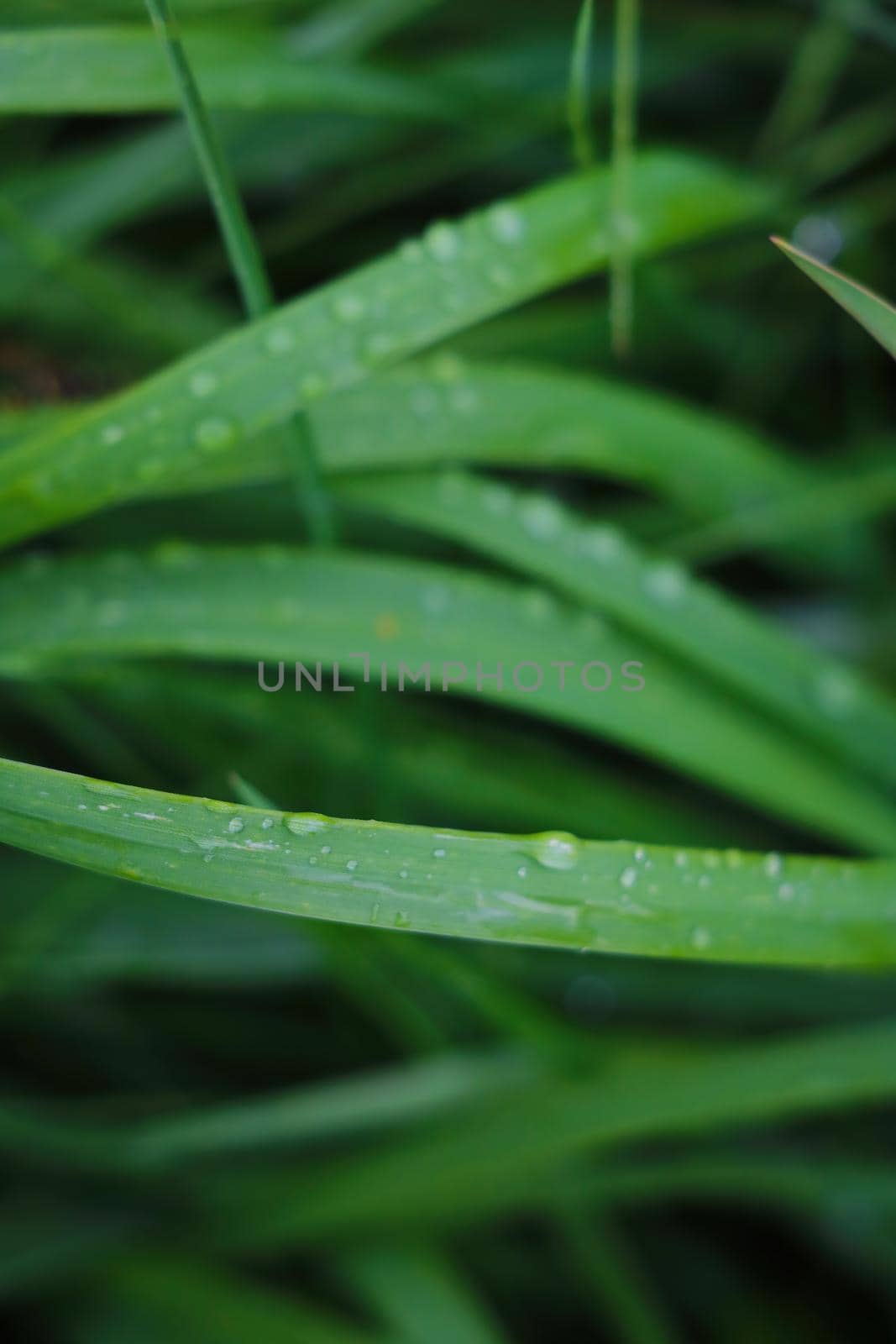 Green young grass after rain with water drops