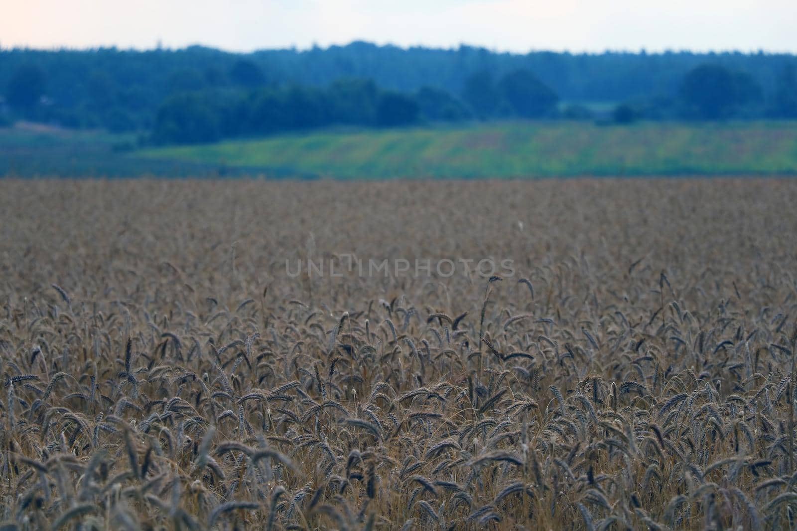 Dark yellow field of wheat or barley before harvest. by kip02kas