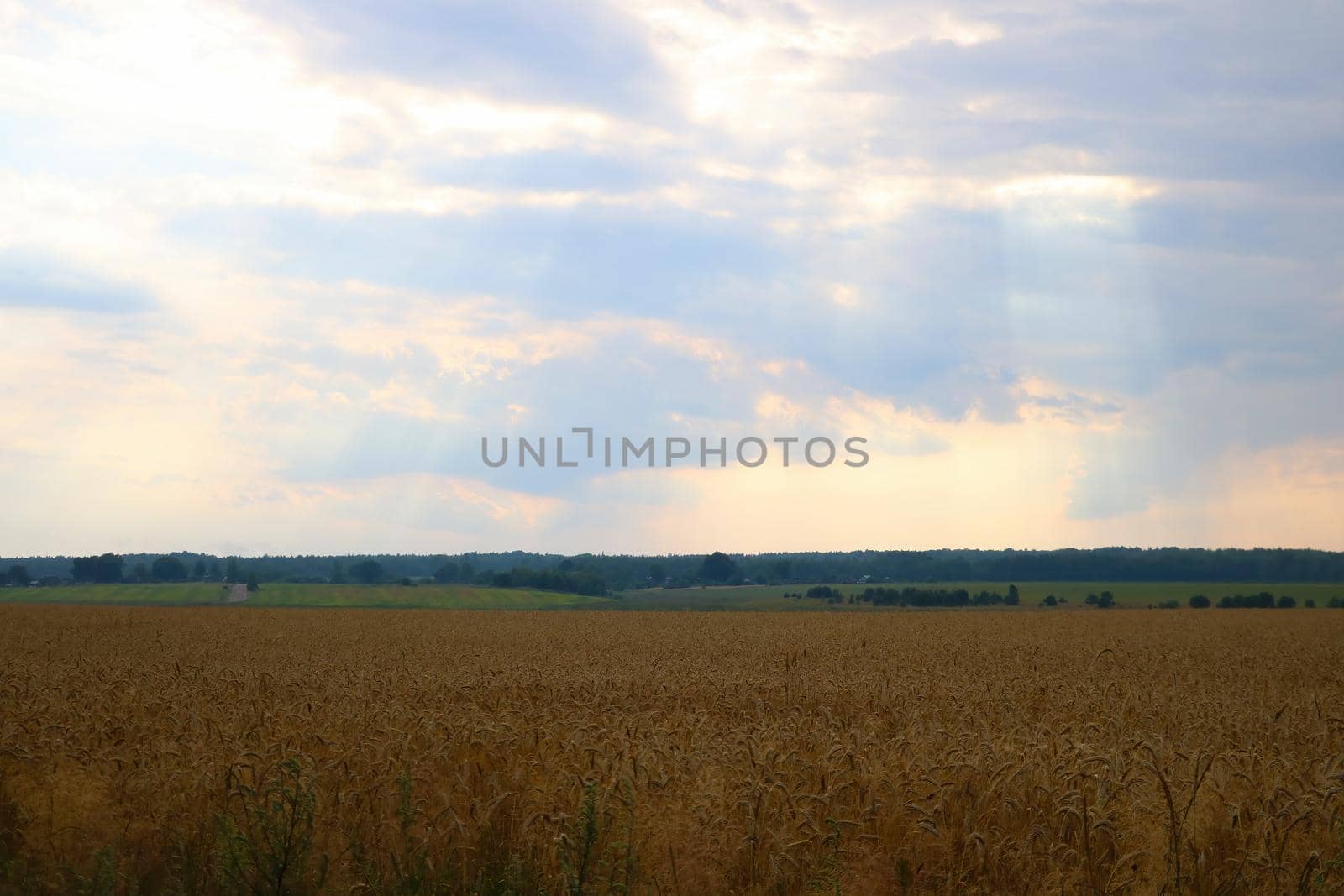 Yellow fields of ripe wheat before harvest. by kip02kas