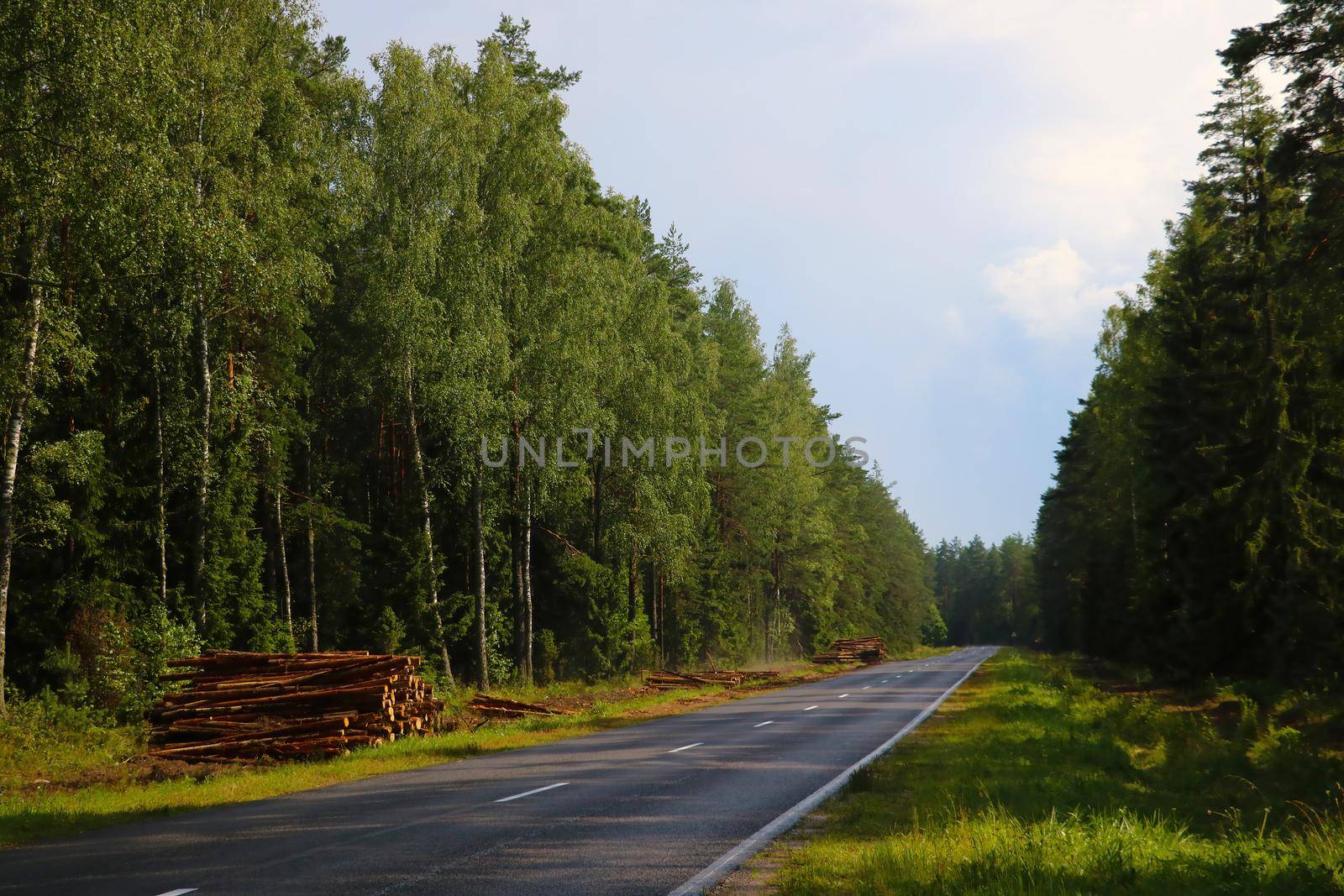Wet road after rain along the green forest. by kip02kas