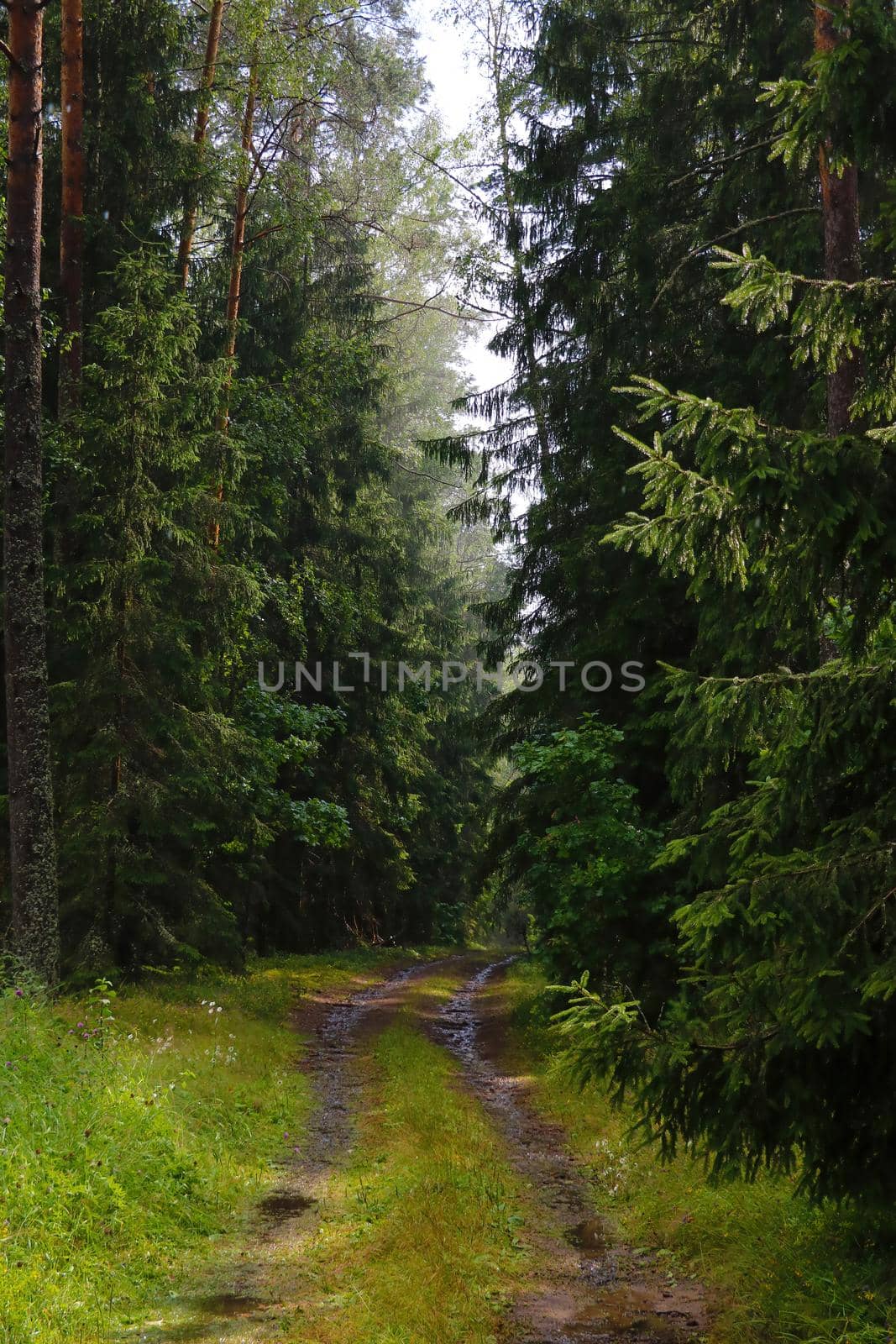 Forest road after rain deep into the forest. by kip02kas