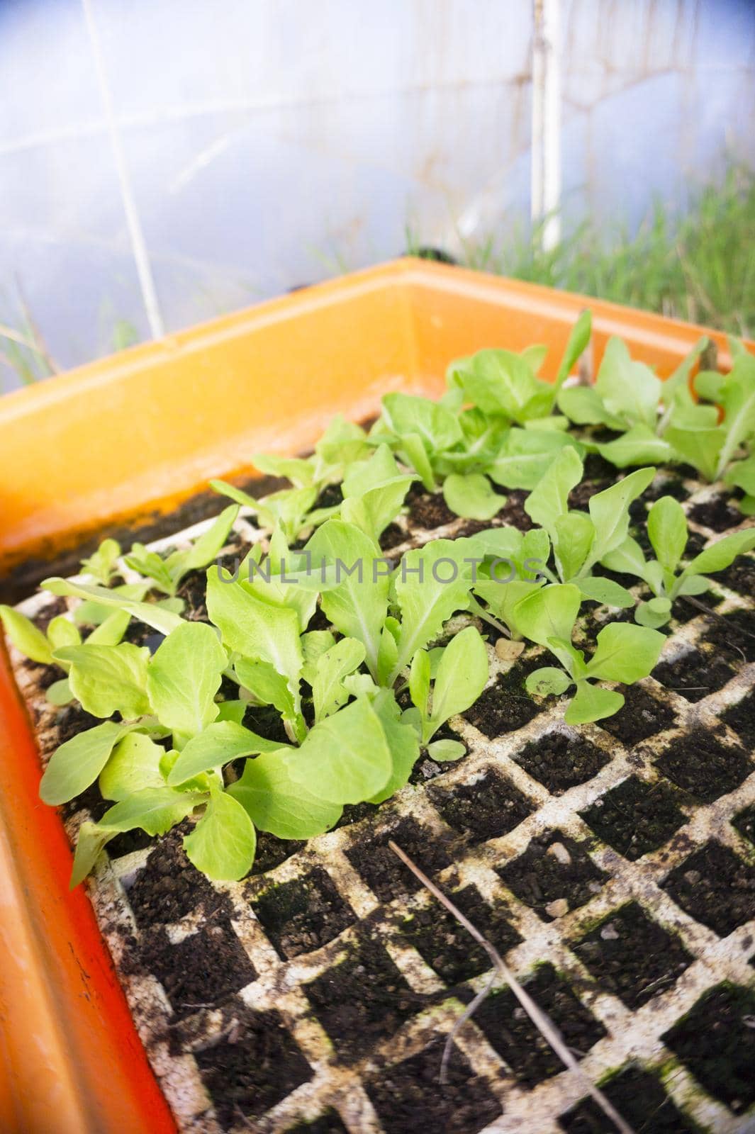 Ecological aromatic plants. Rosemary, basil and chives. No people