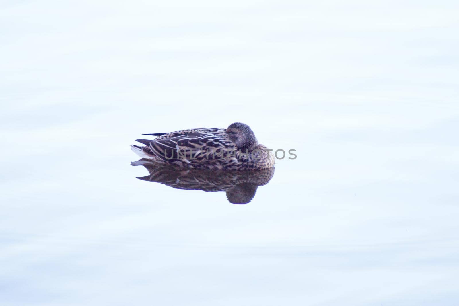 Duck silhouette swimming in a lake. Sunset