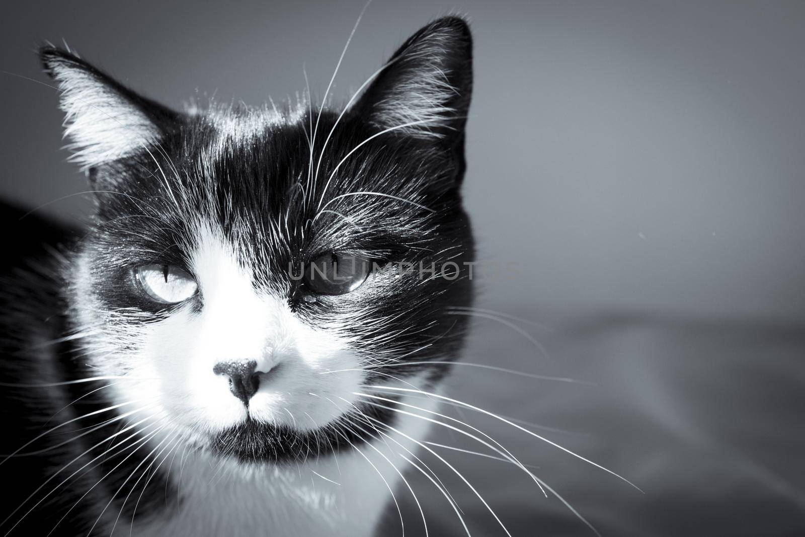 Black and white cat playing with colored cat duster. No people