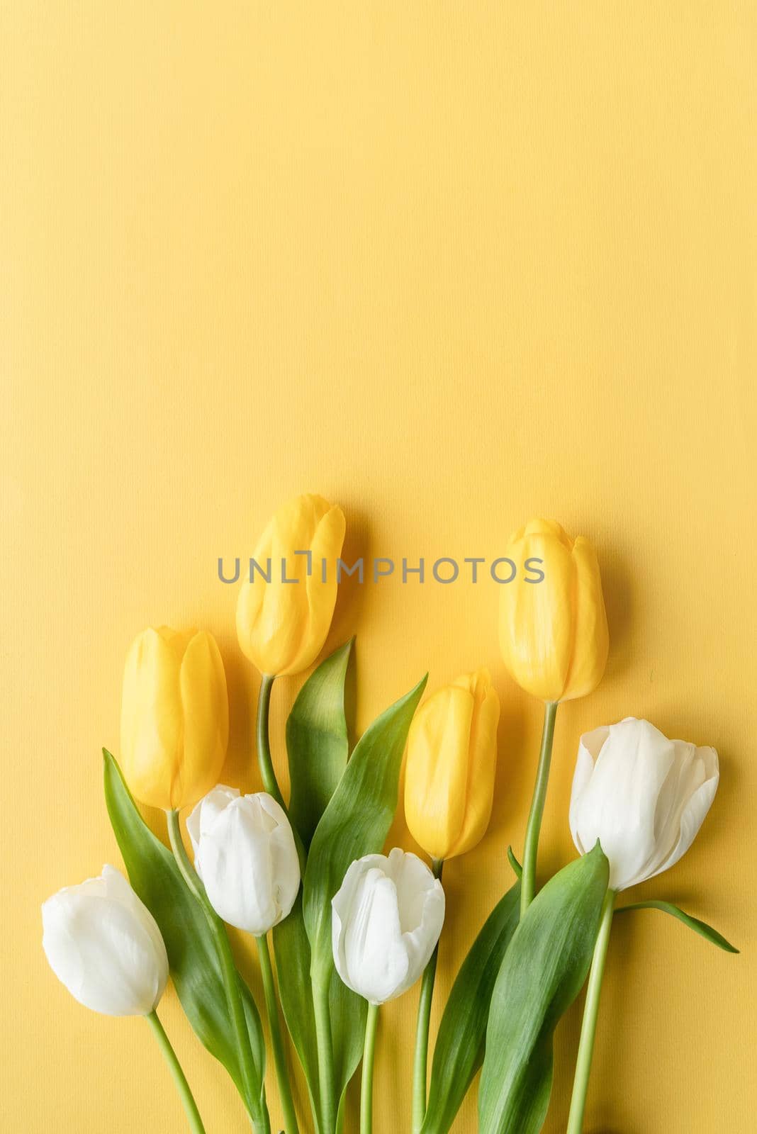 Spring concept. Top view of beautiful yellow and white tulips on yellow background