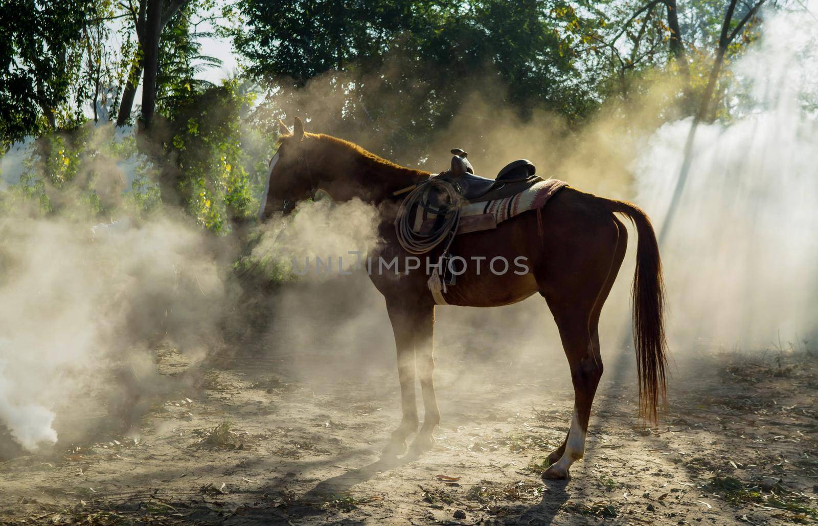 Rider as cowboy outfit costume with a horses and a gun held in the hand against smoke and sunset background