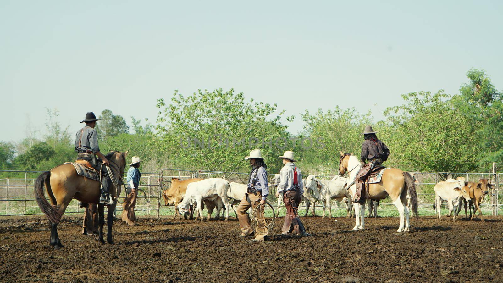 Farmer is working on farm with dairy cows in fence.