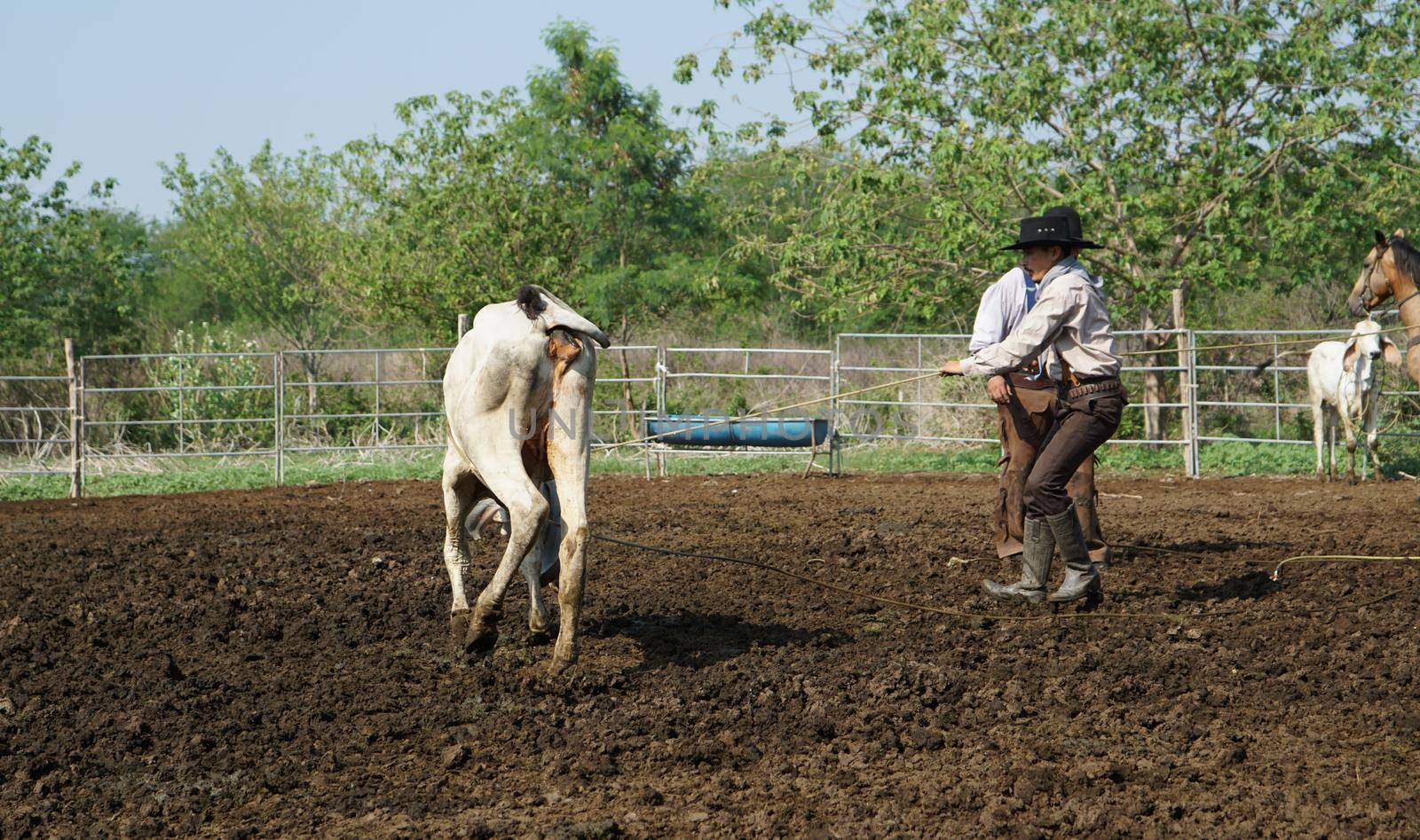 Farmer is working on farm with dairy cows in fence.