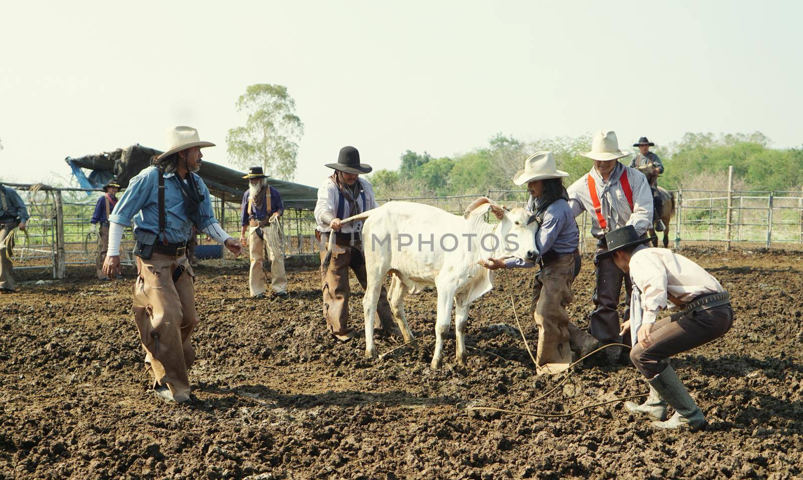 Farmer is working on farm with dairy cows in fence.