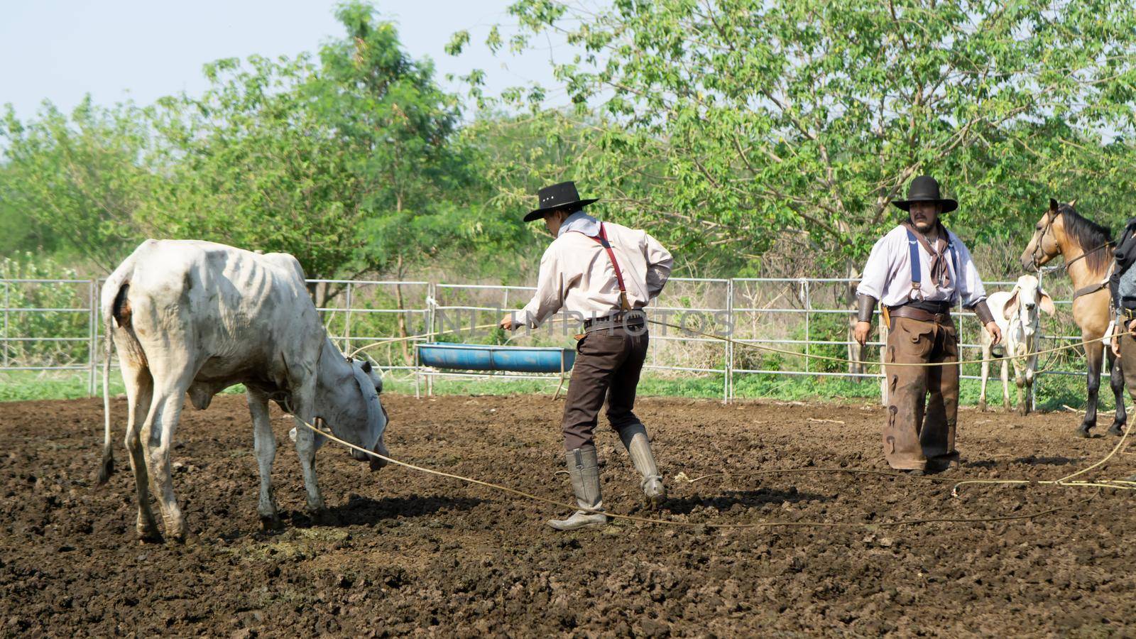 Farmer is working on farm with dairy cows in fence.