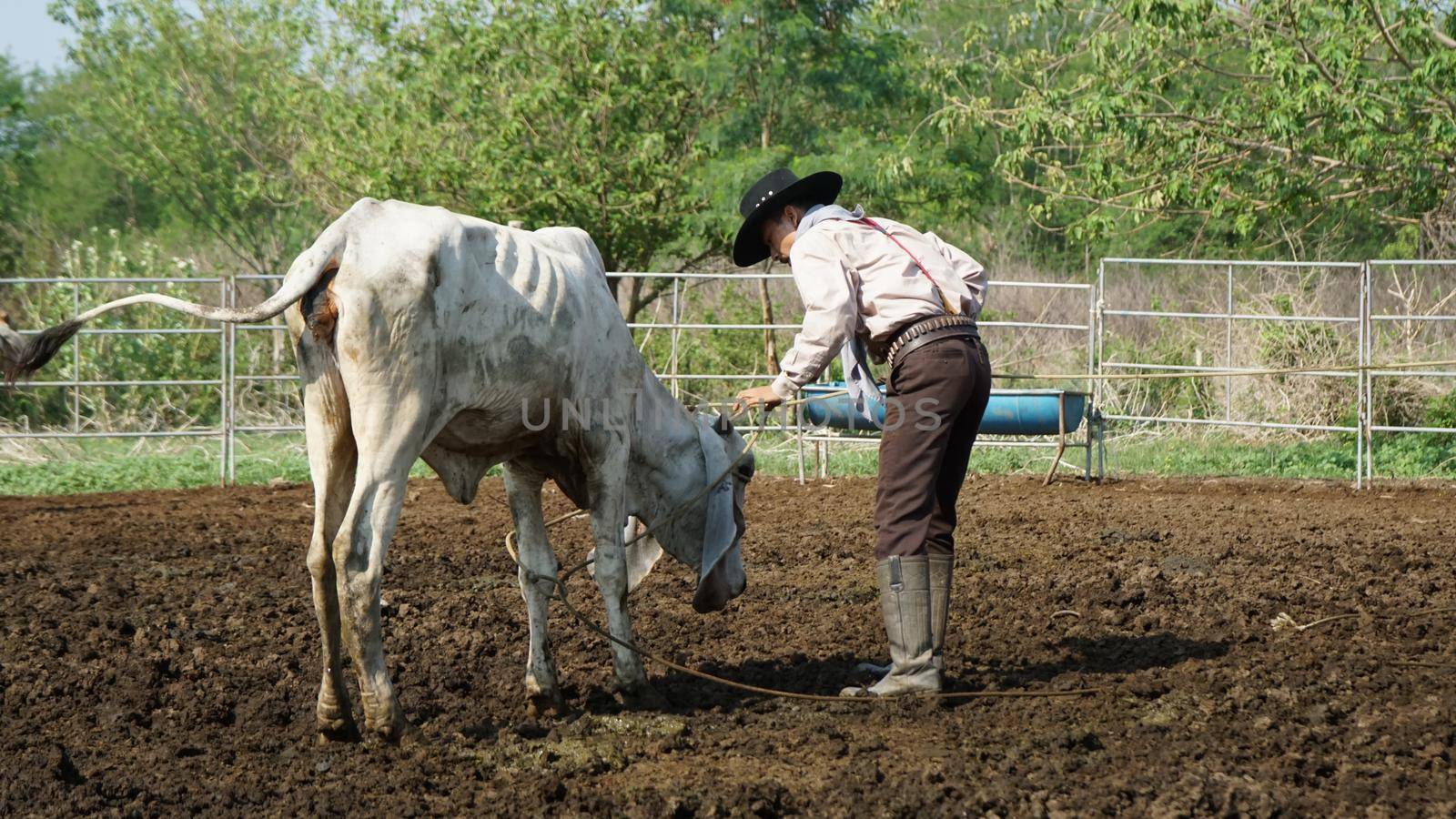 Farmer is working on farm with dairy cows in fence.
