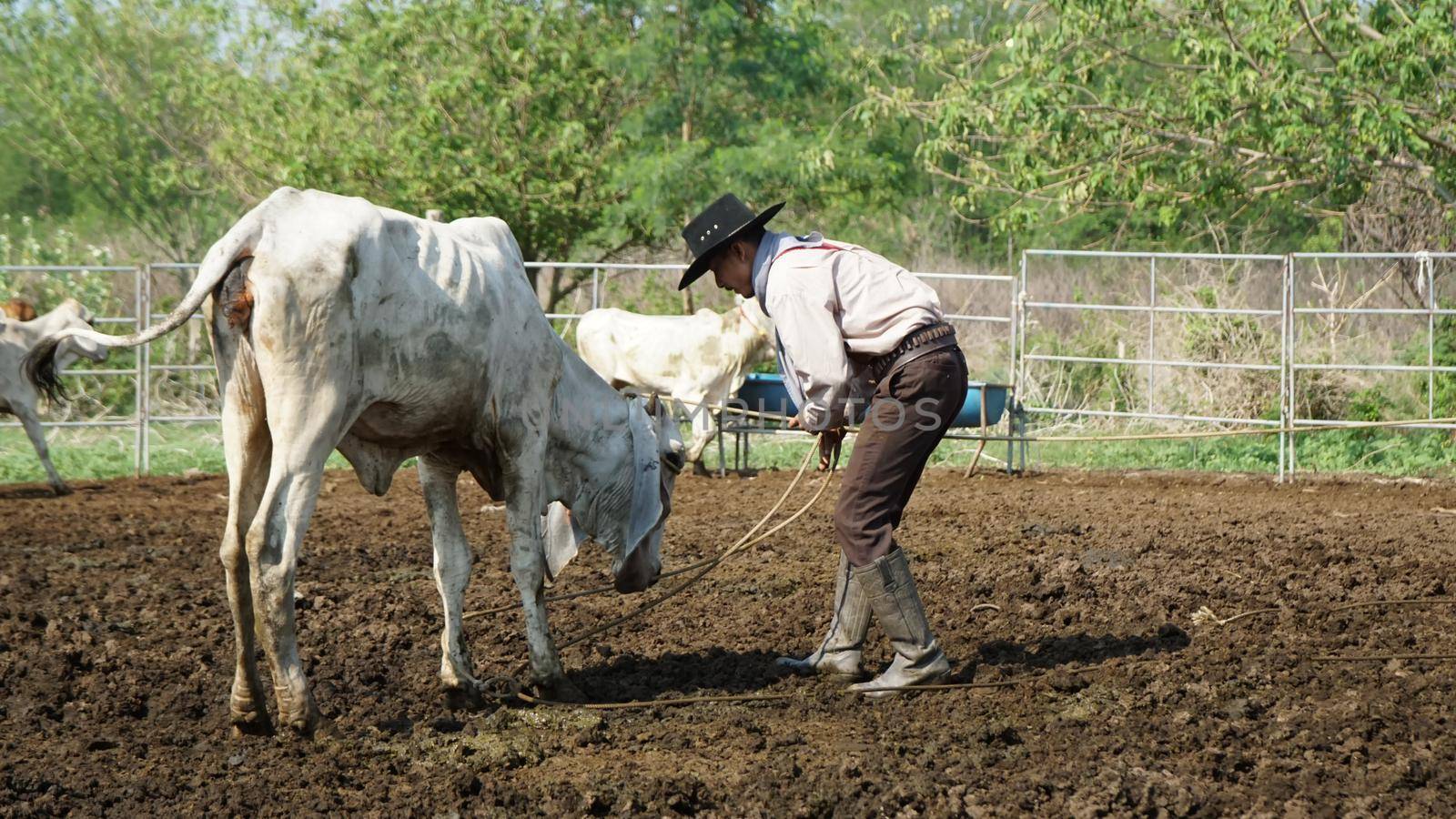 Farmer is working on farm with dairy cows in fence.