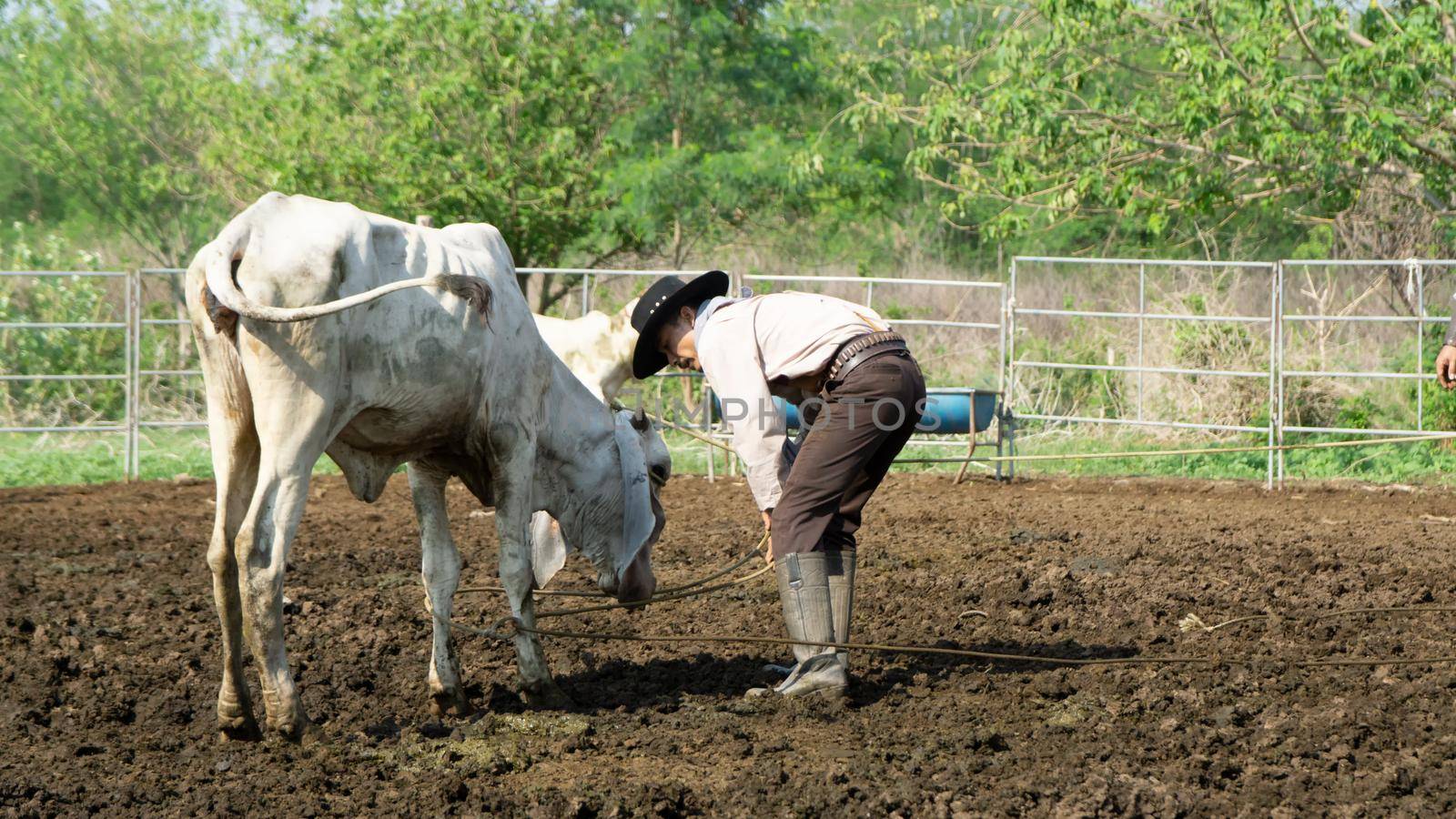 Farmer is working on farm with dairy cows in fence.