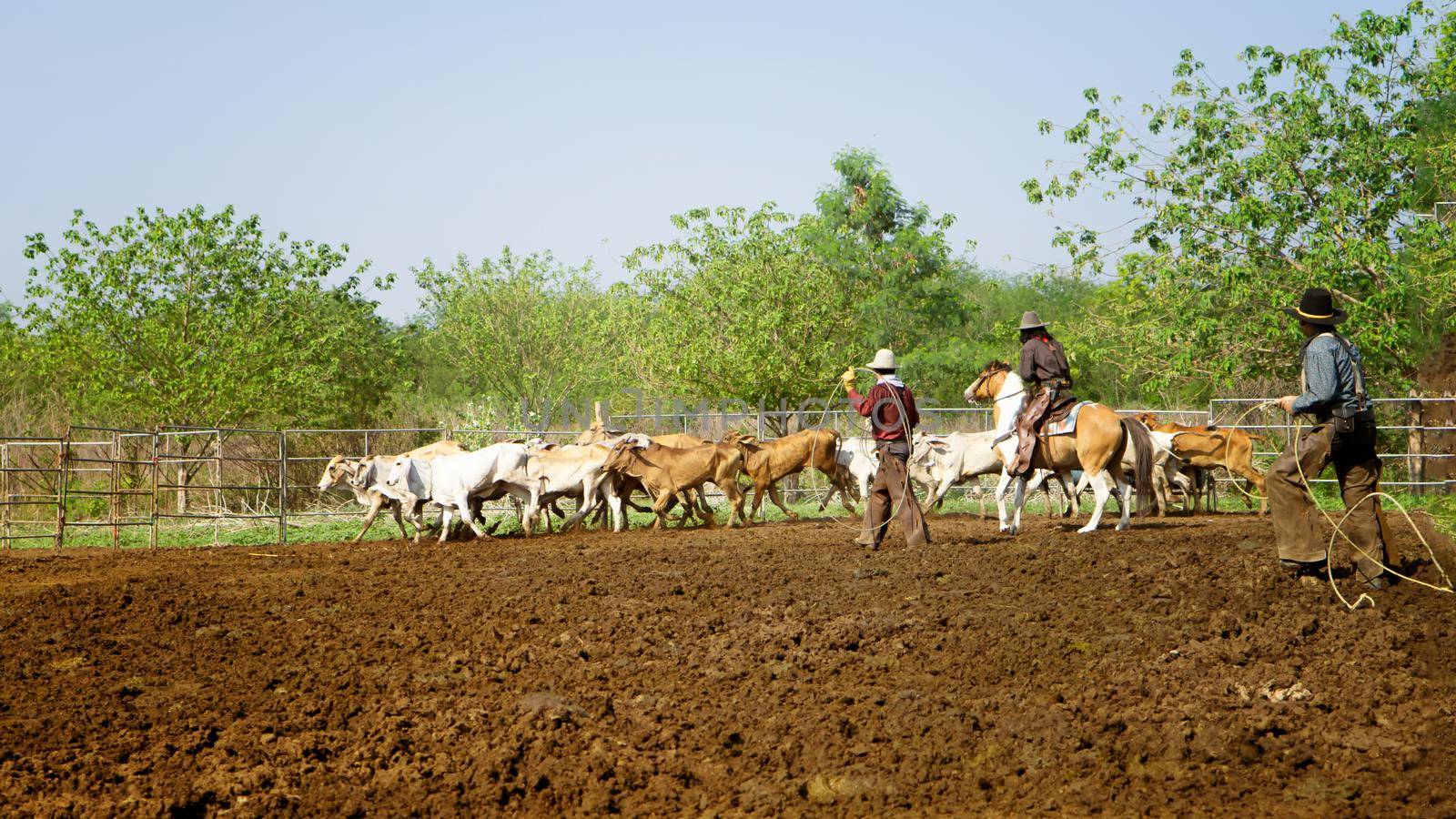 Farmer is working on farm with dairy cows in fence.