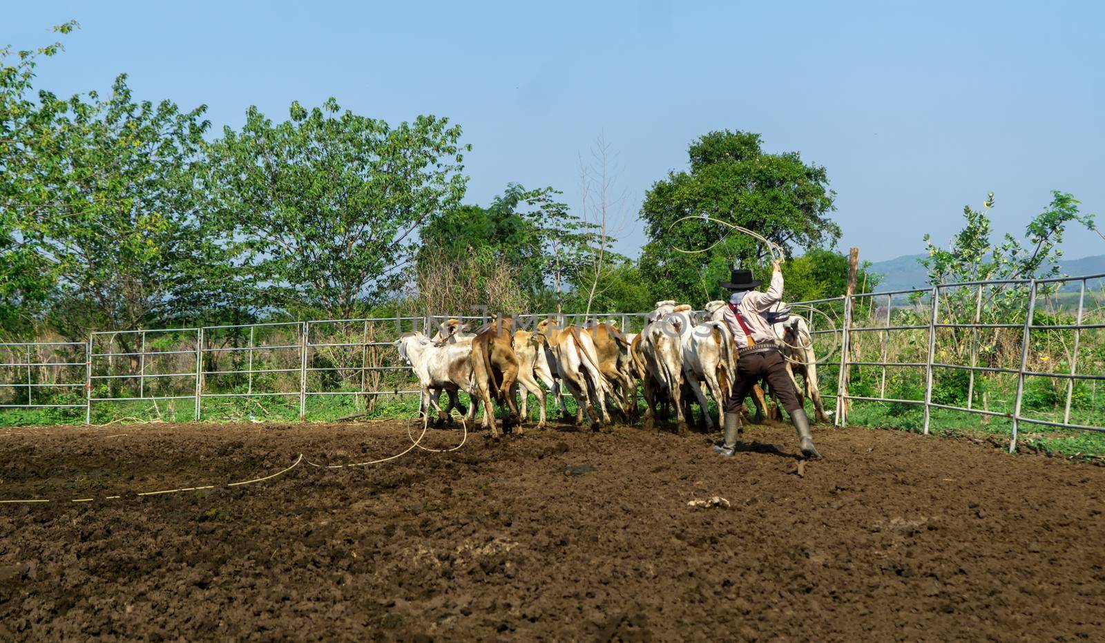 Farmer is working on farm with dairy cows in fence.